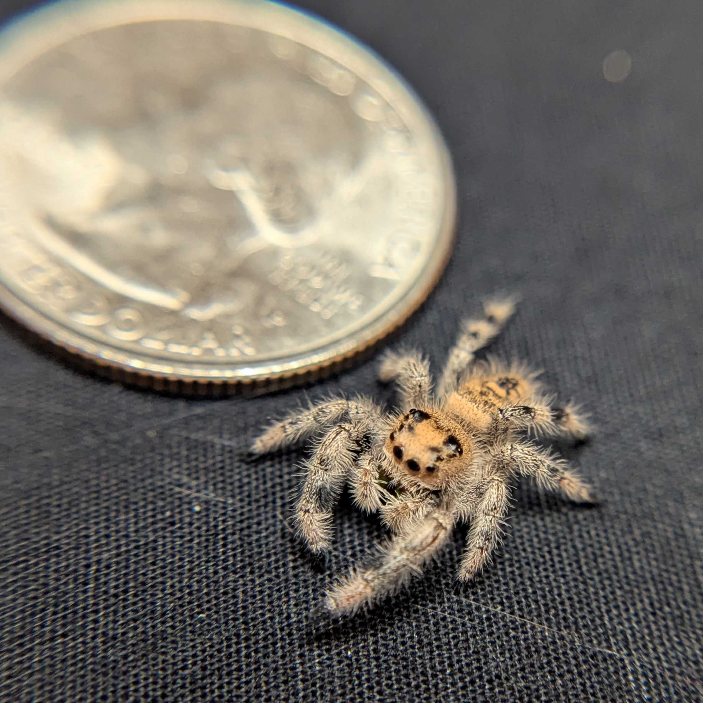 Regal Jumping Spider "Sunkiss"