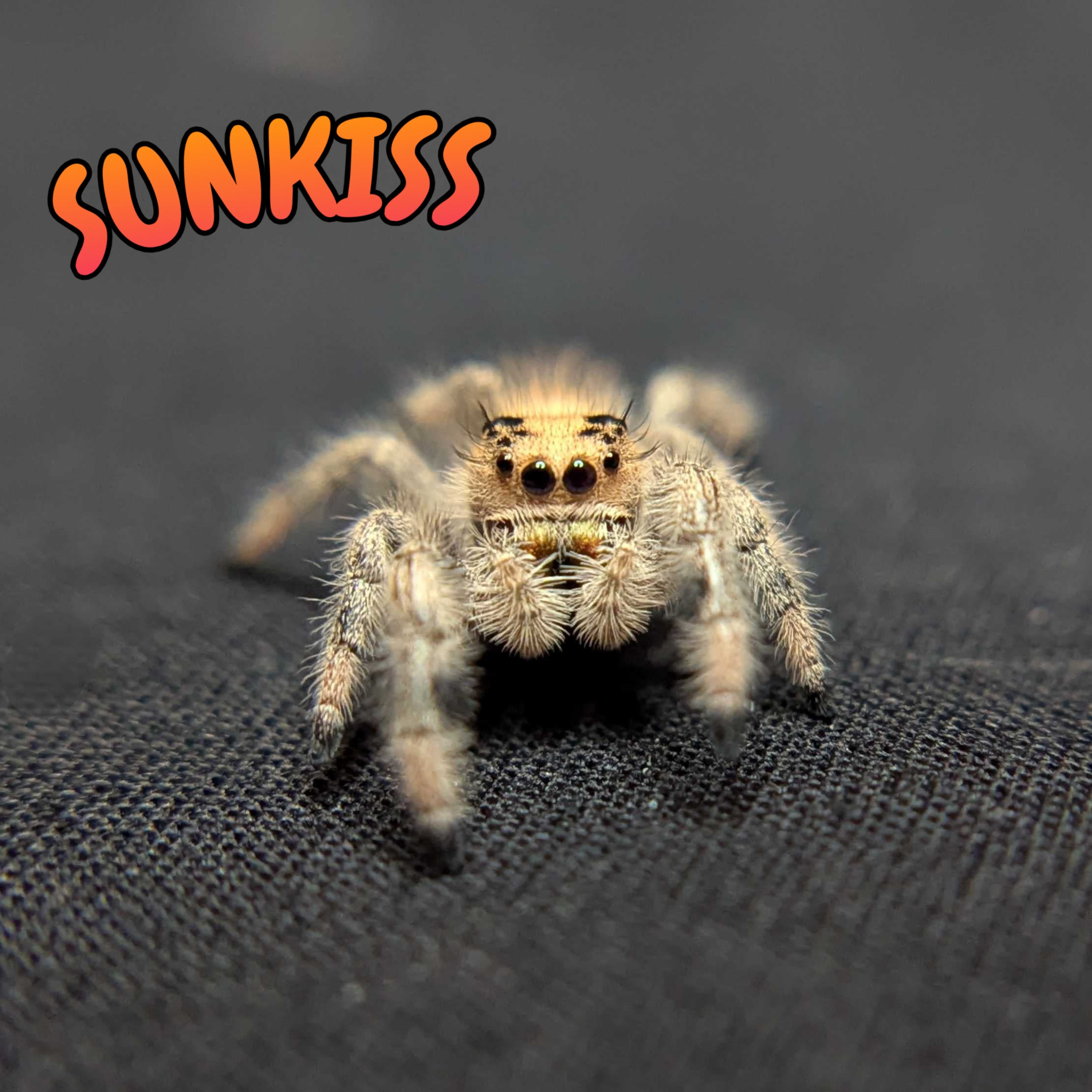 Regal Jumping Spider "Sunkiss"