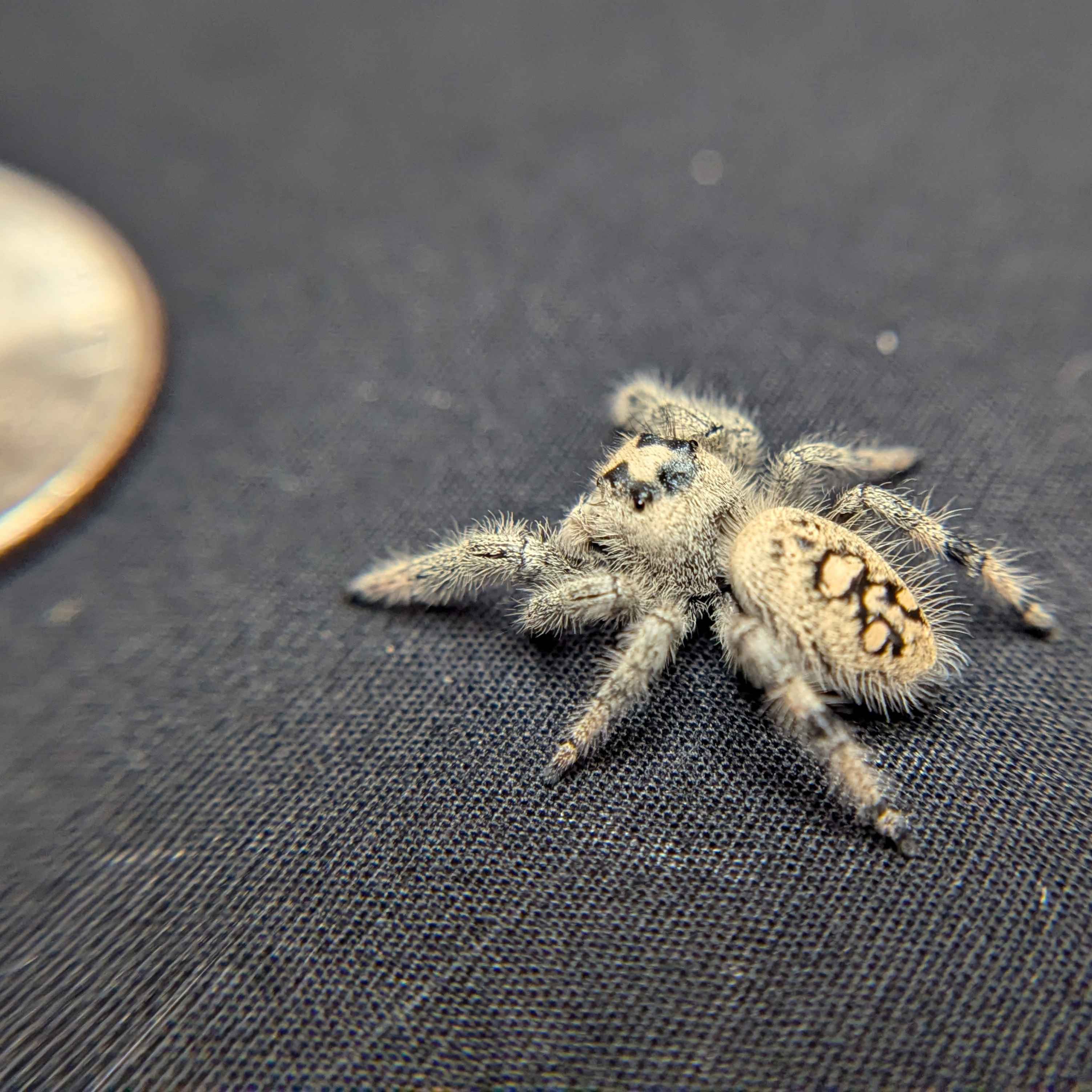 Regal Jumping Spider "Calypso"