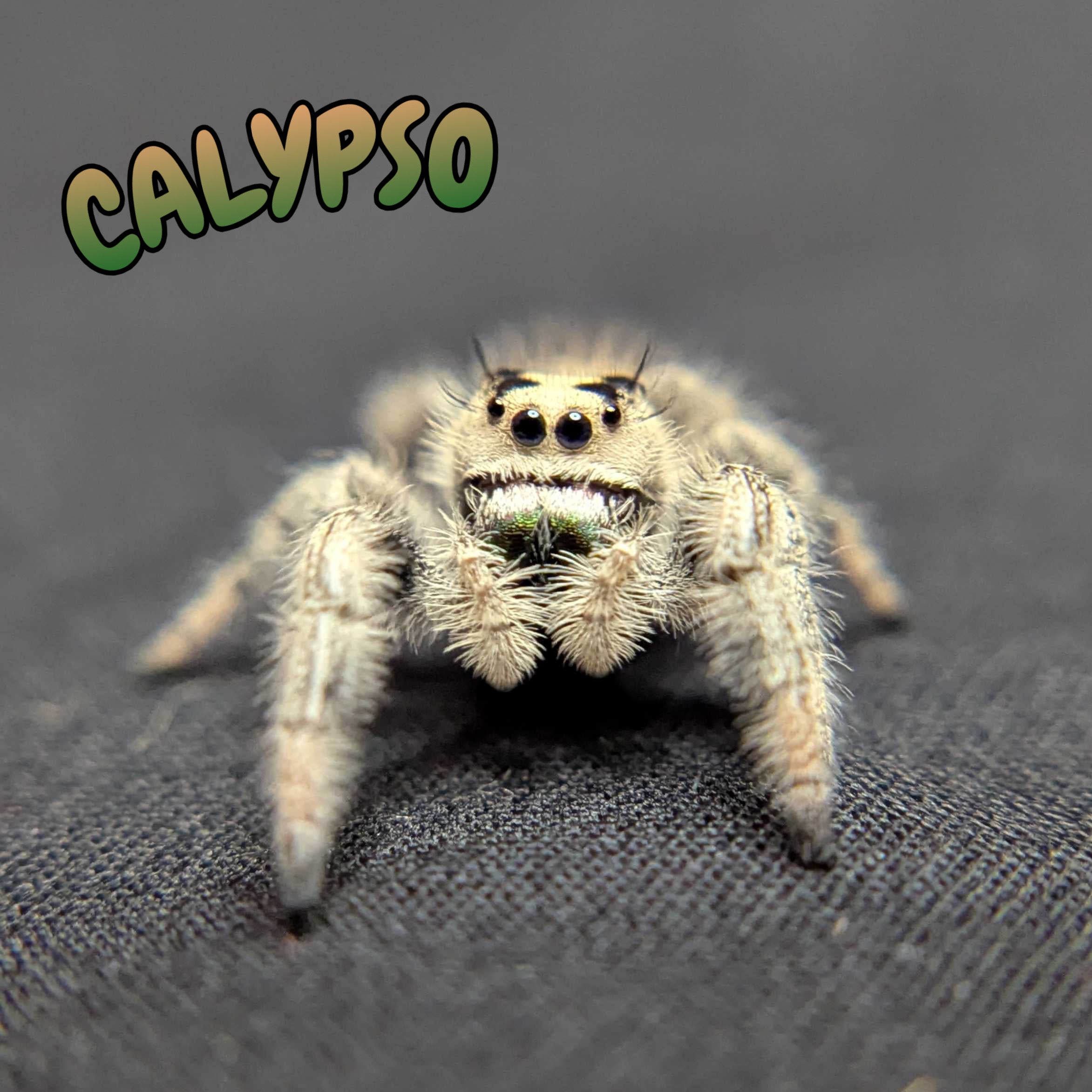 Regal Jumping Spider "Calypso"