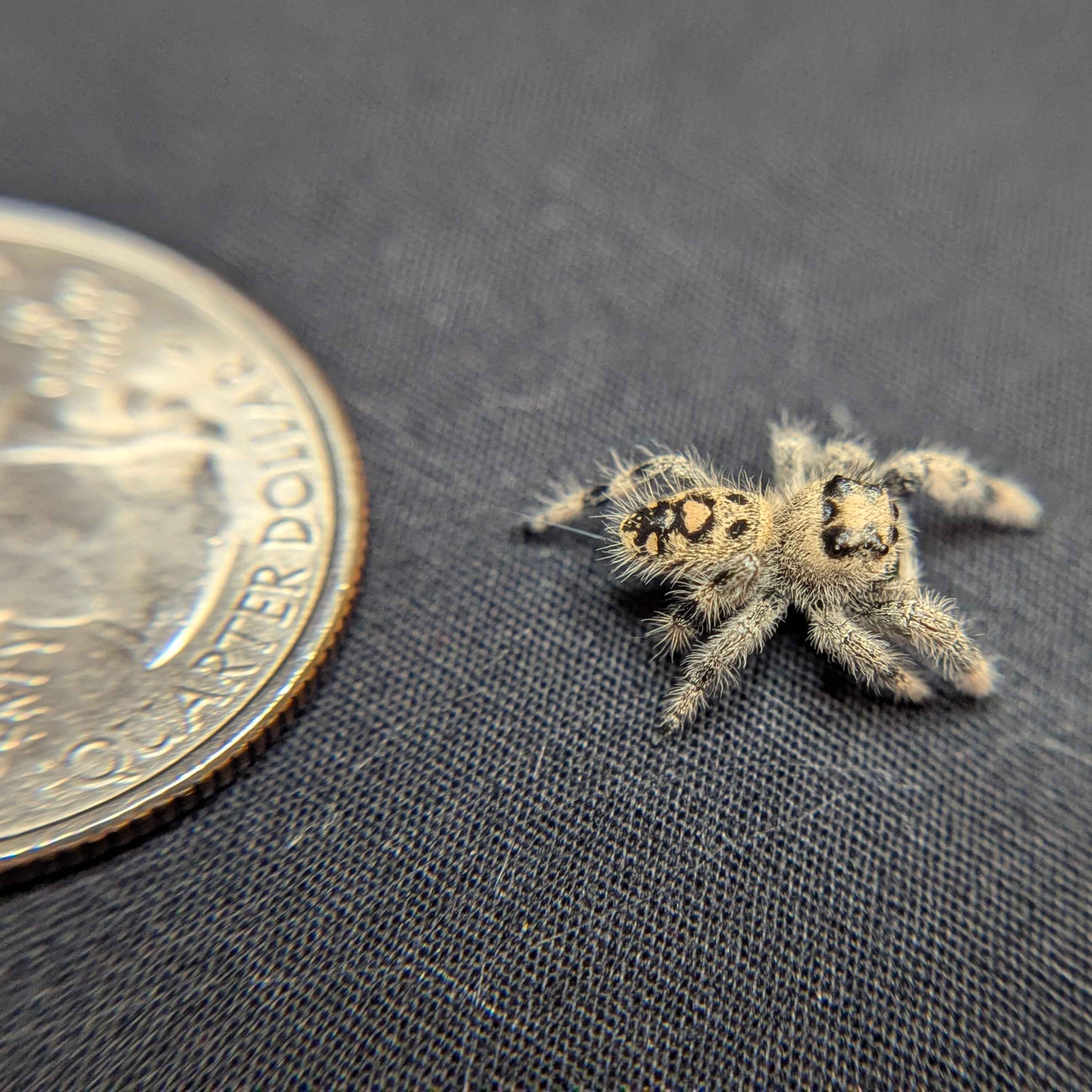 Regal Jumping Spider “Petal”
