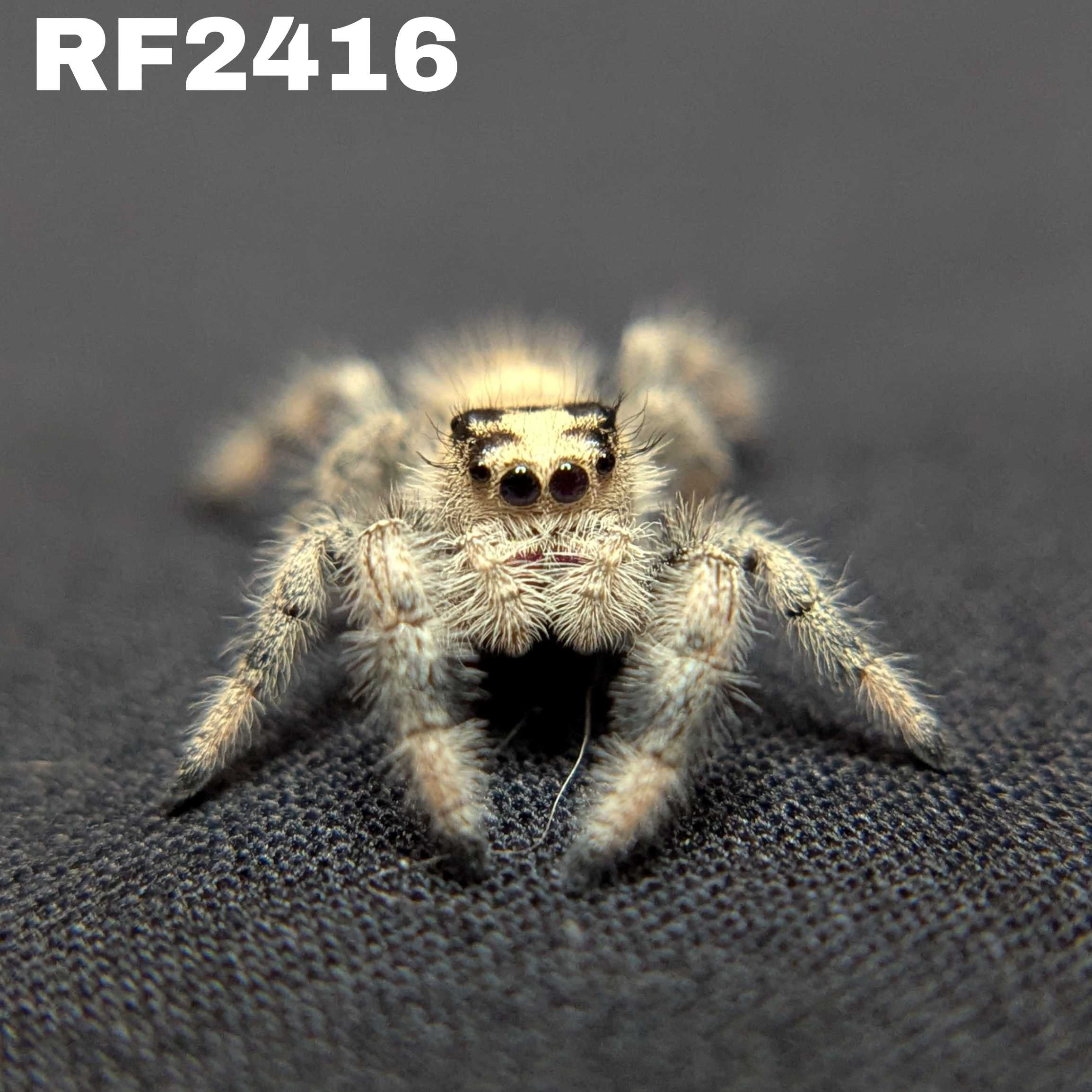 Regal Jumping Spider “Petal”