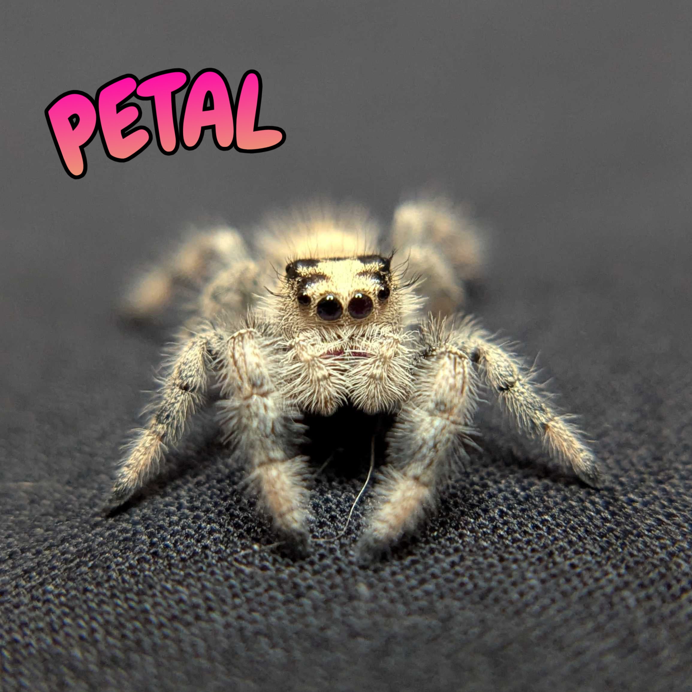 Regal Jumping Spider “Petal”