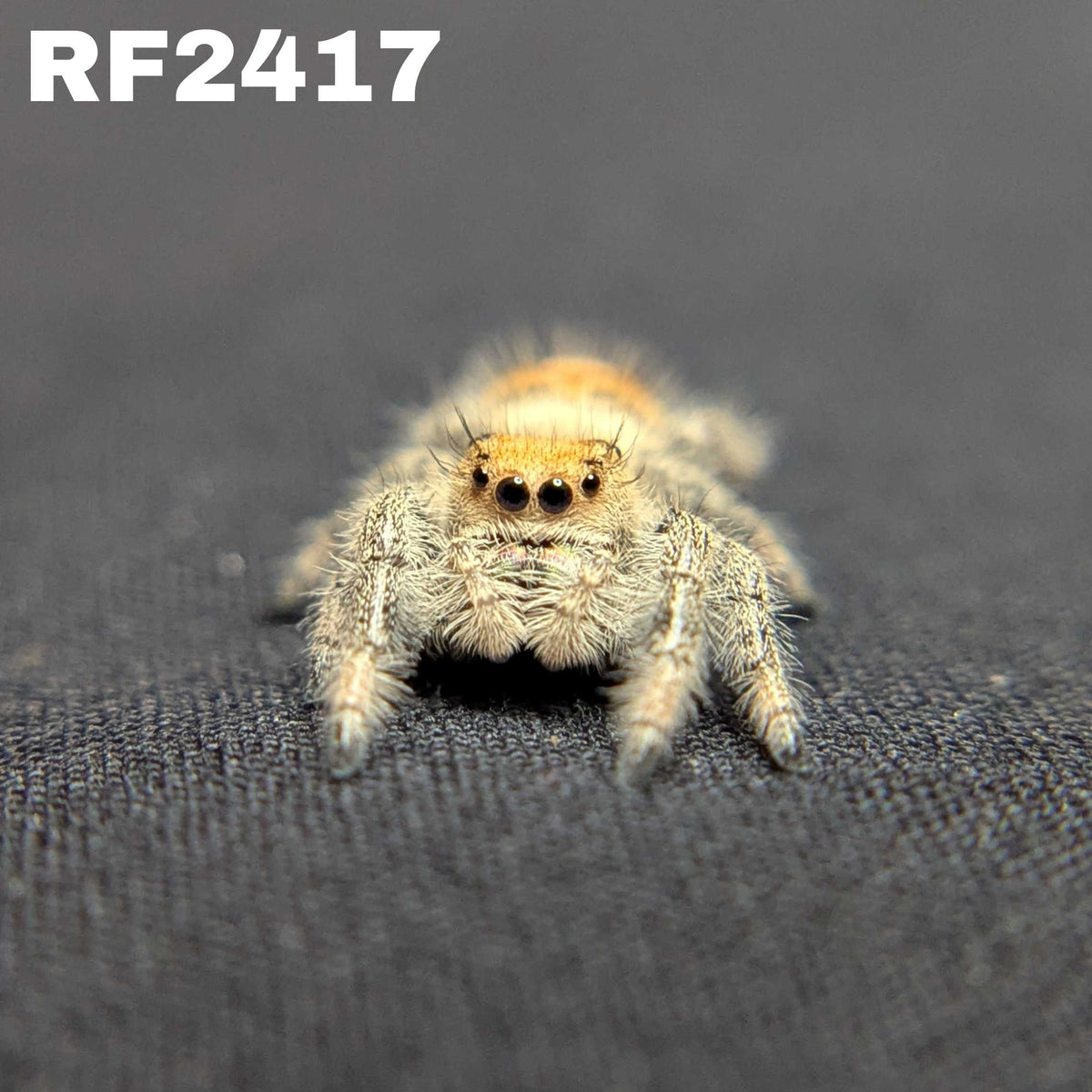 Regal Jumping Spider "Salsa"