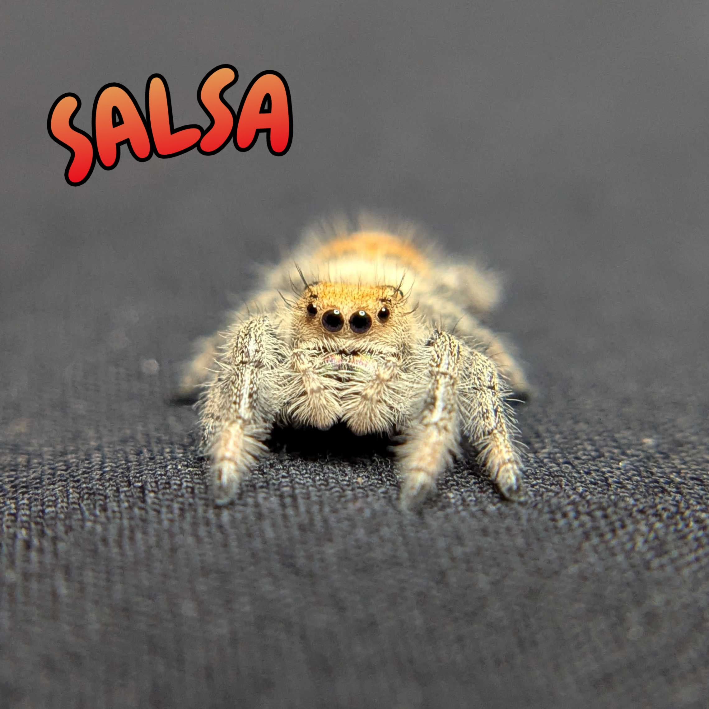 Regal Jumping Spider "Salsa"