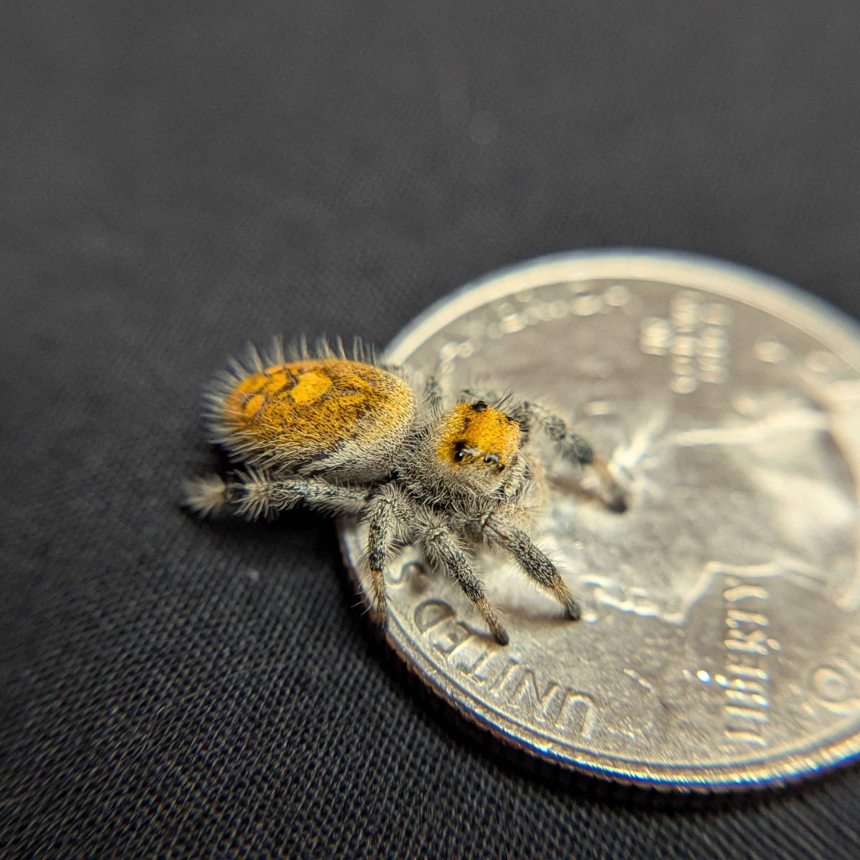 Regal Jumping Spider "Pineapple"