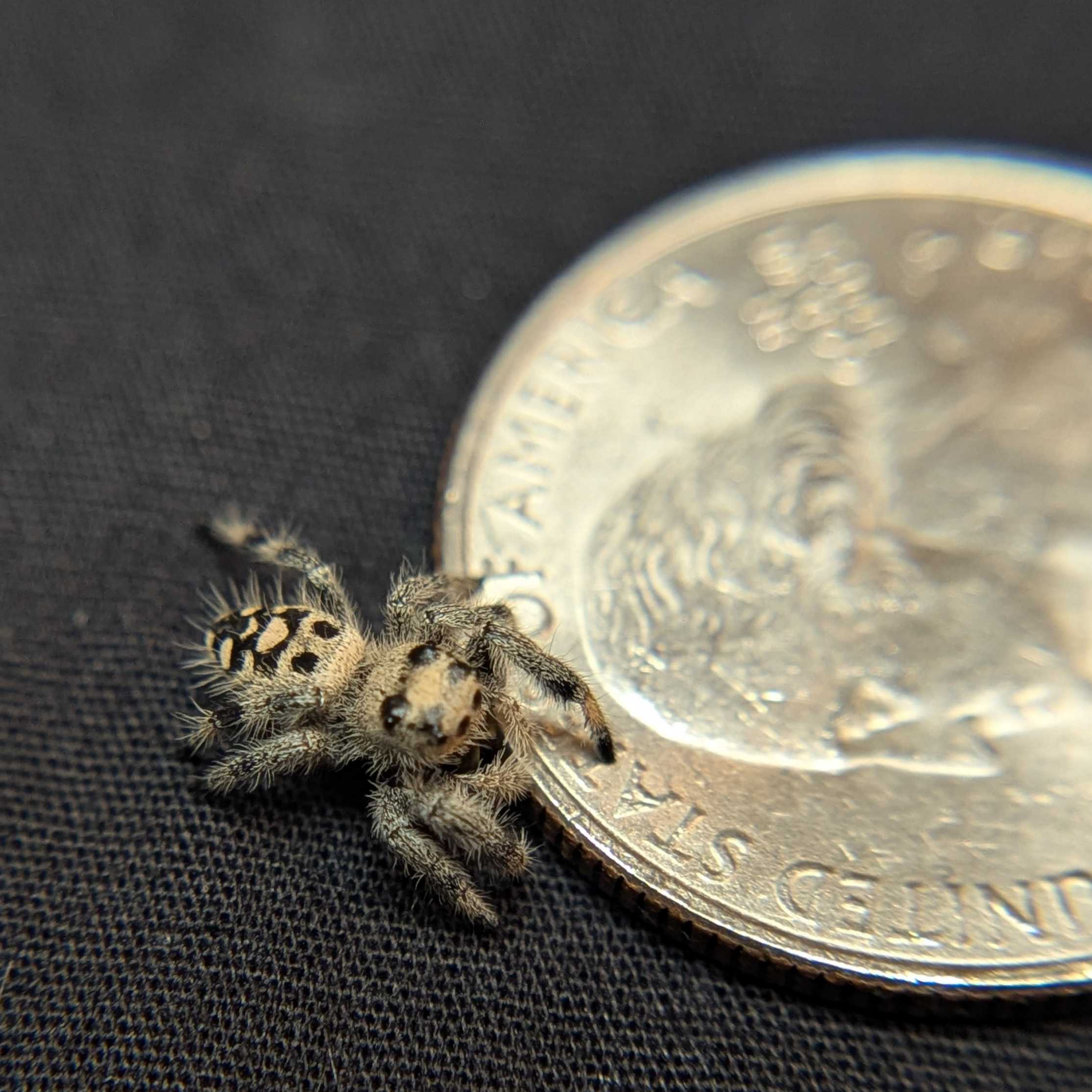 Regal Jumping Spider "Spirit"
