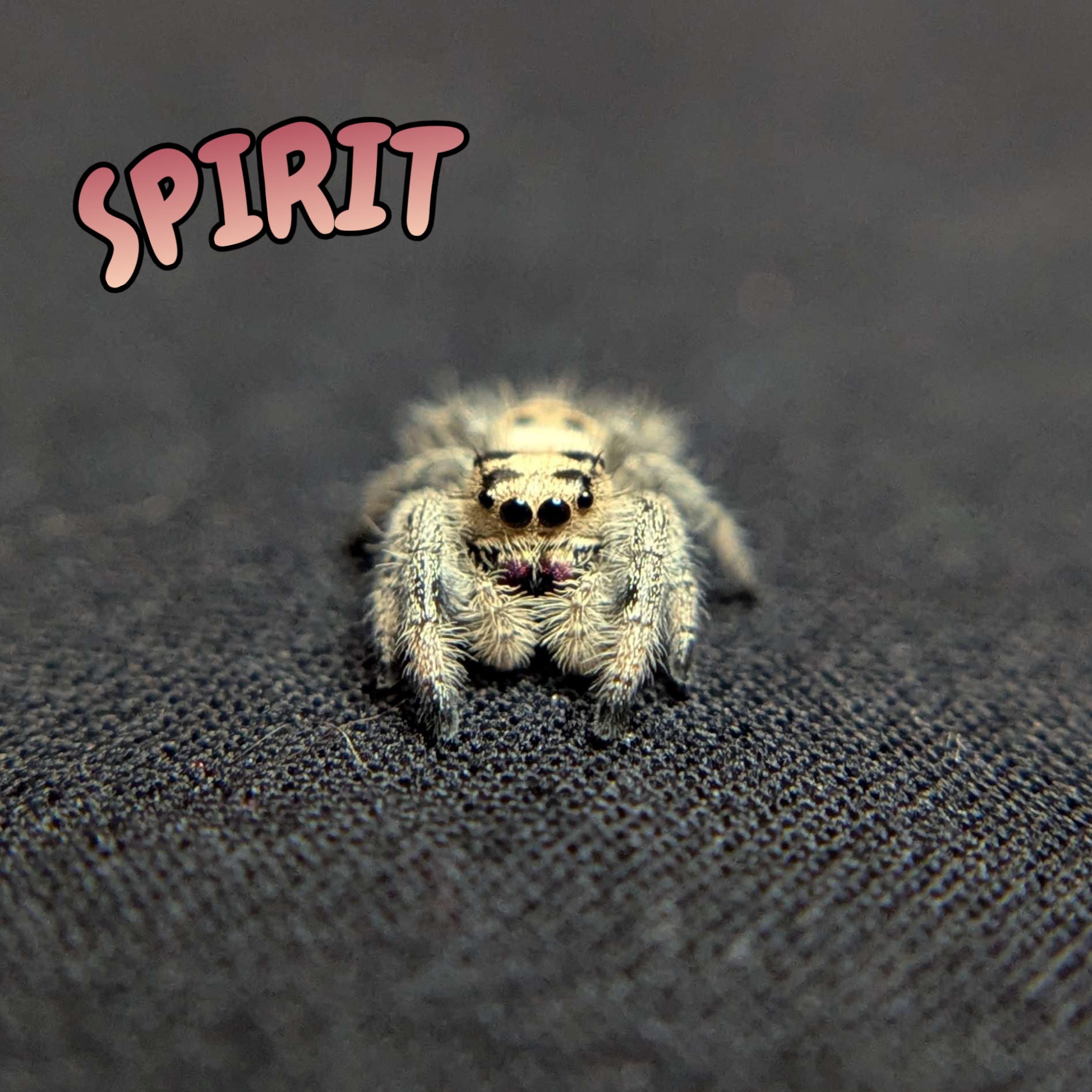 Regal Jumping Spider "Spirit"
