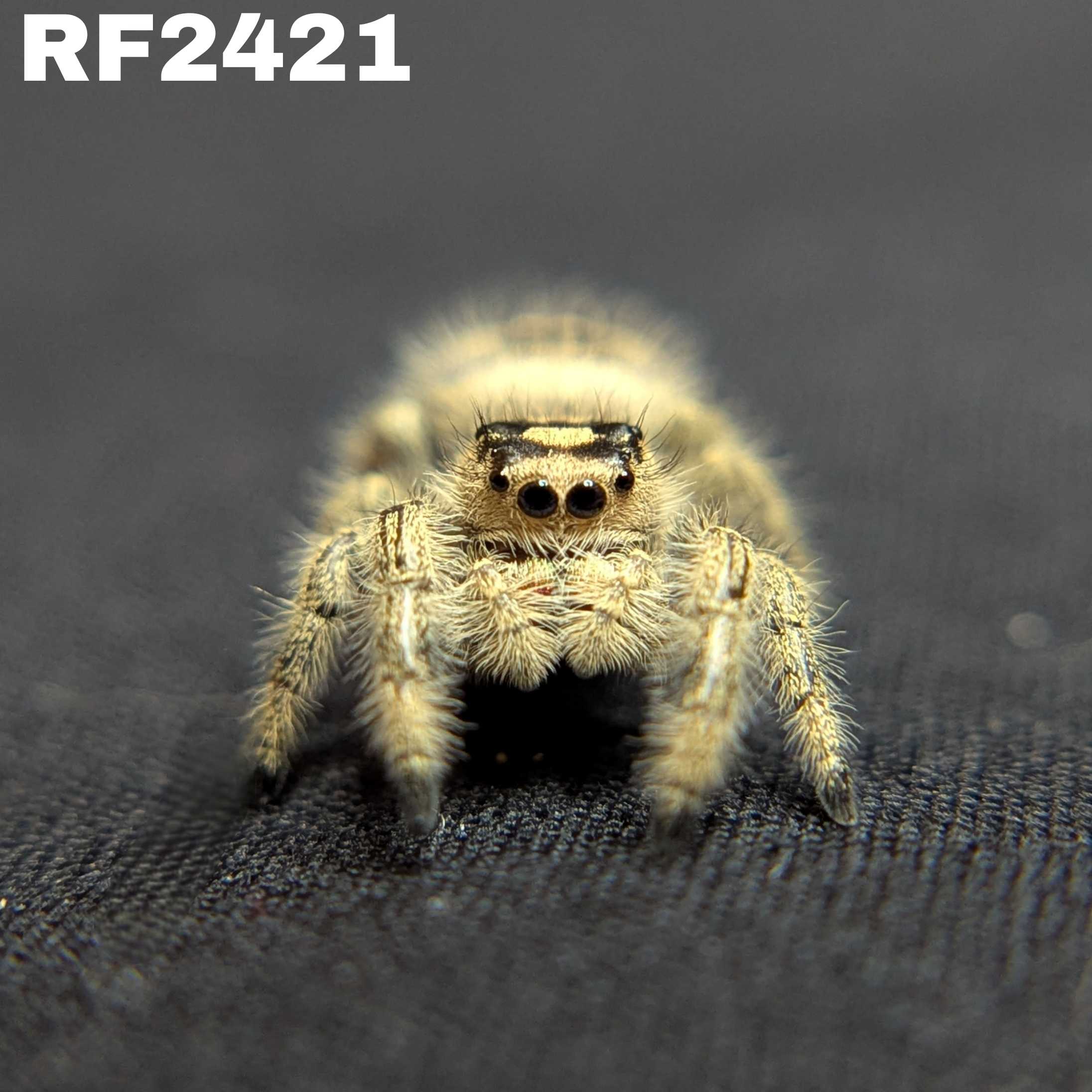Regal Jumping Spider “Shortcake”