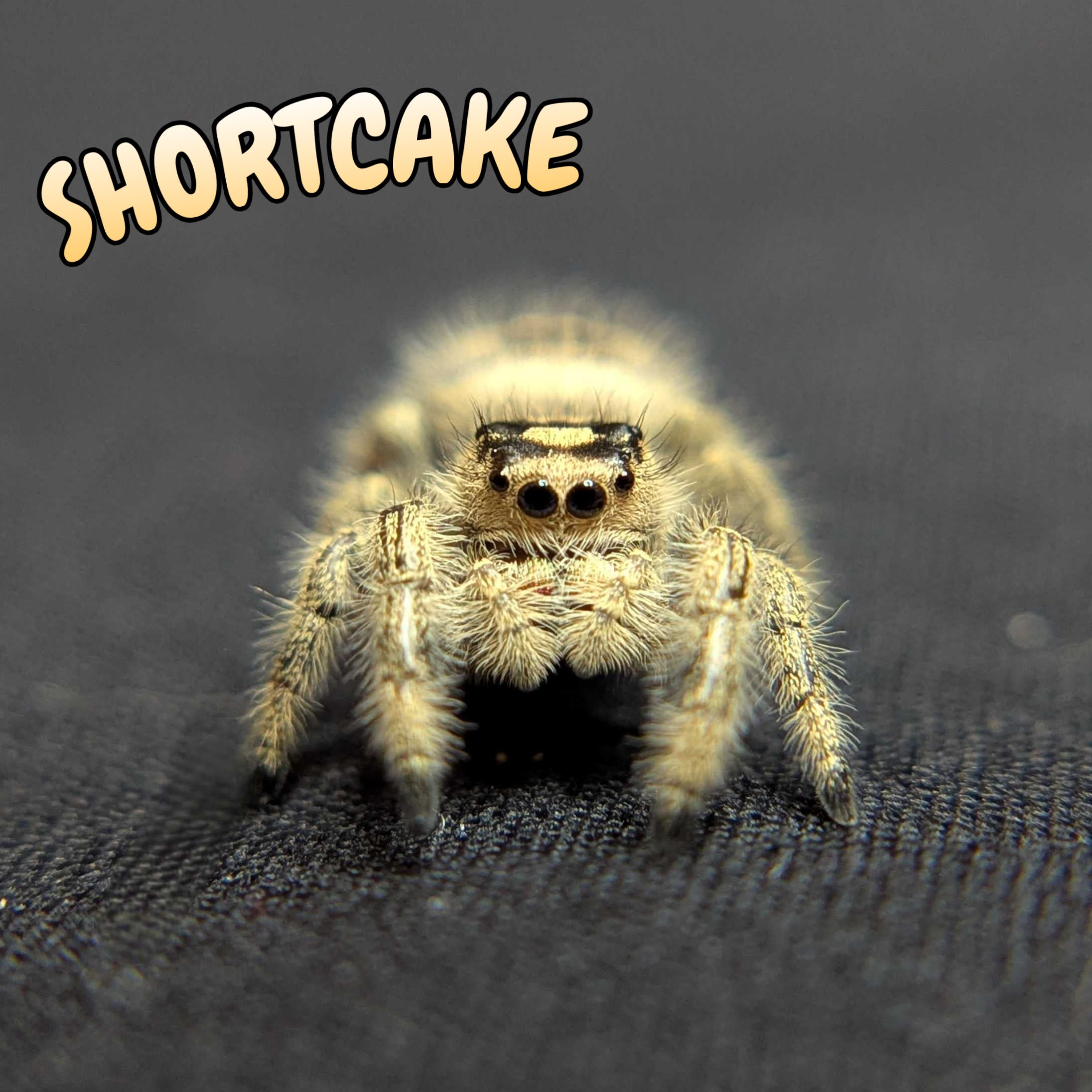 Regal Jumping Spider “Shortcake”