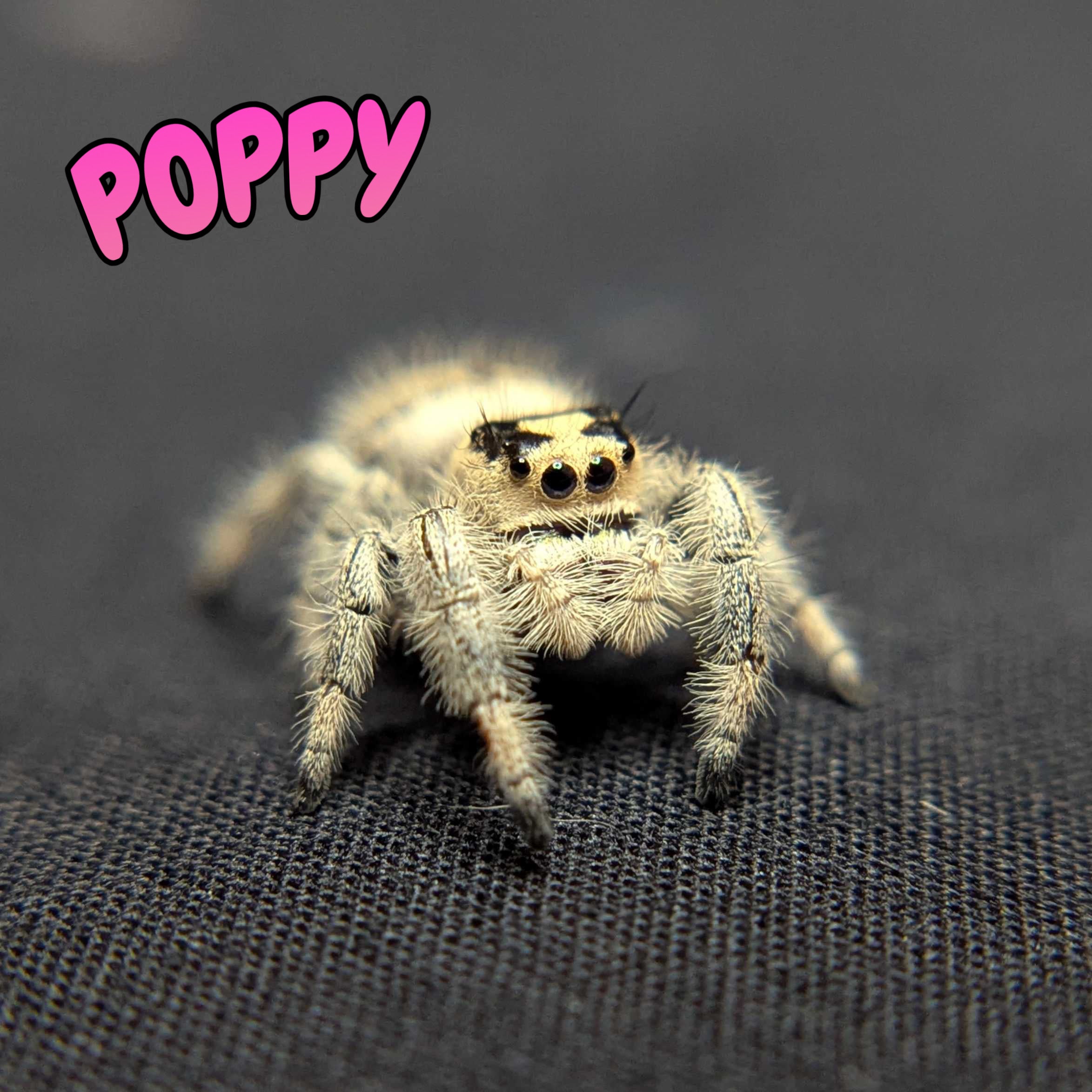 Regal Jumping Spider “Poppy”