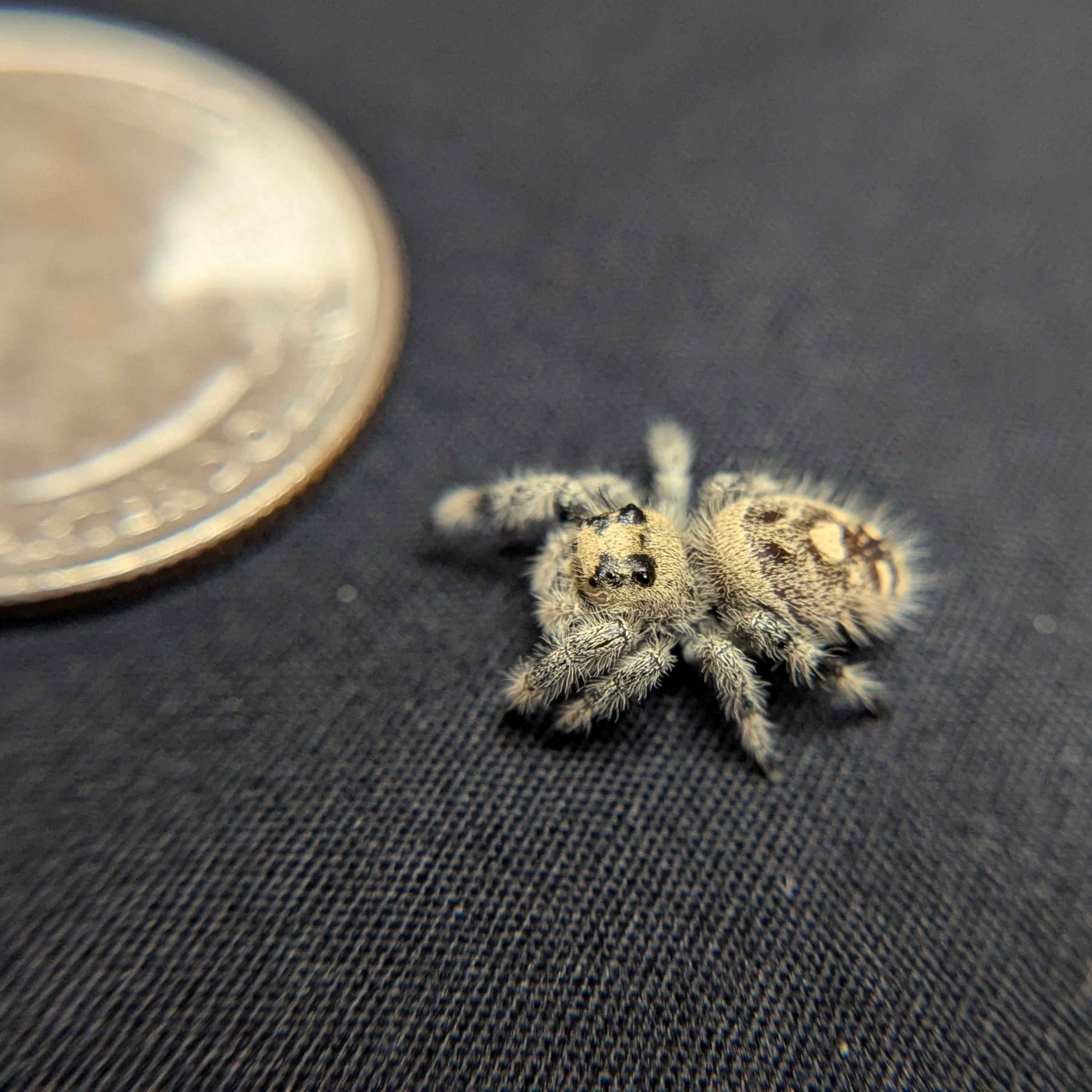 Regal Jumping Spider “Penny”