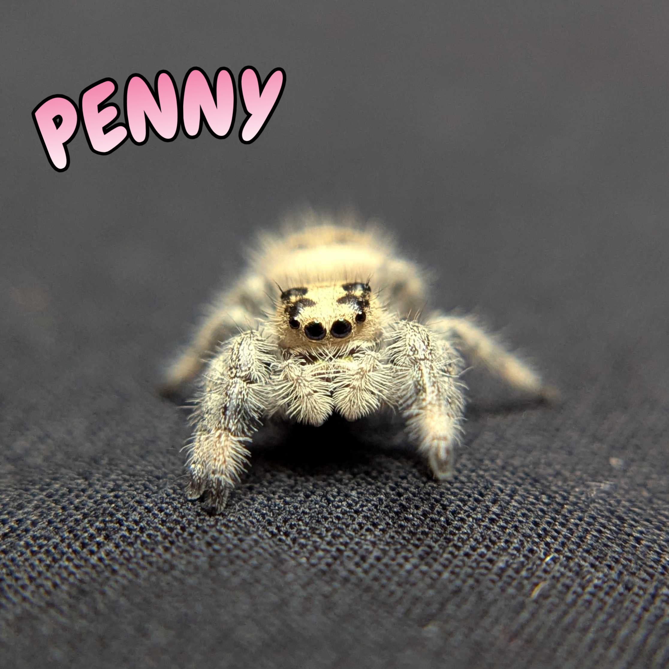 Regal Jumping Spider “Penny”