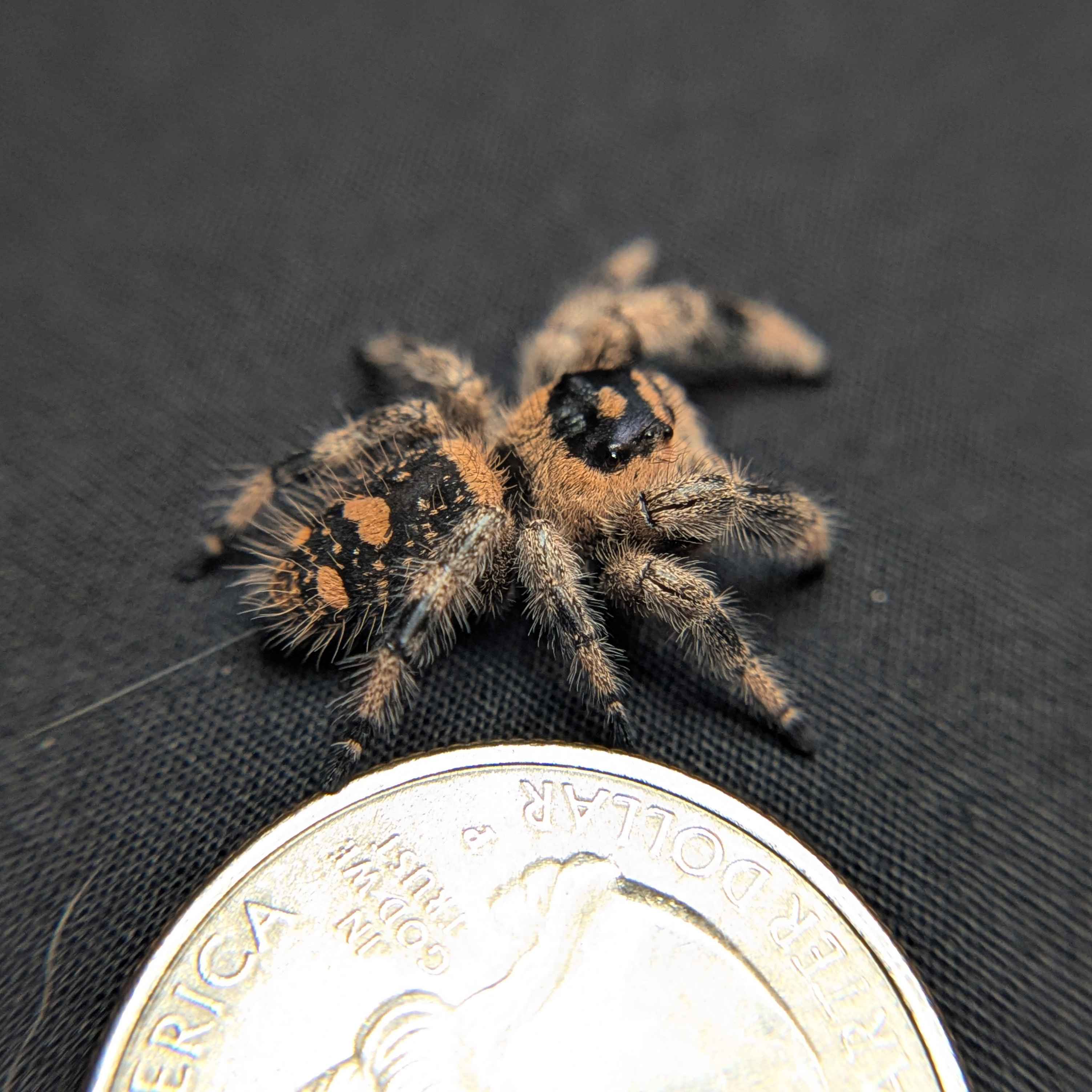 Regal Jumping Spider "Ambrimyst"