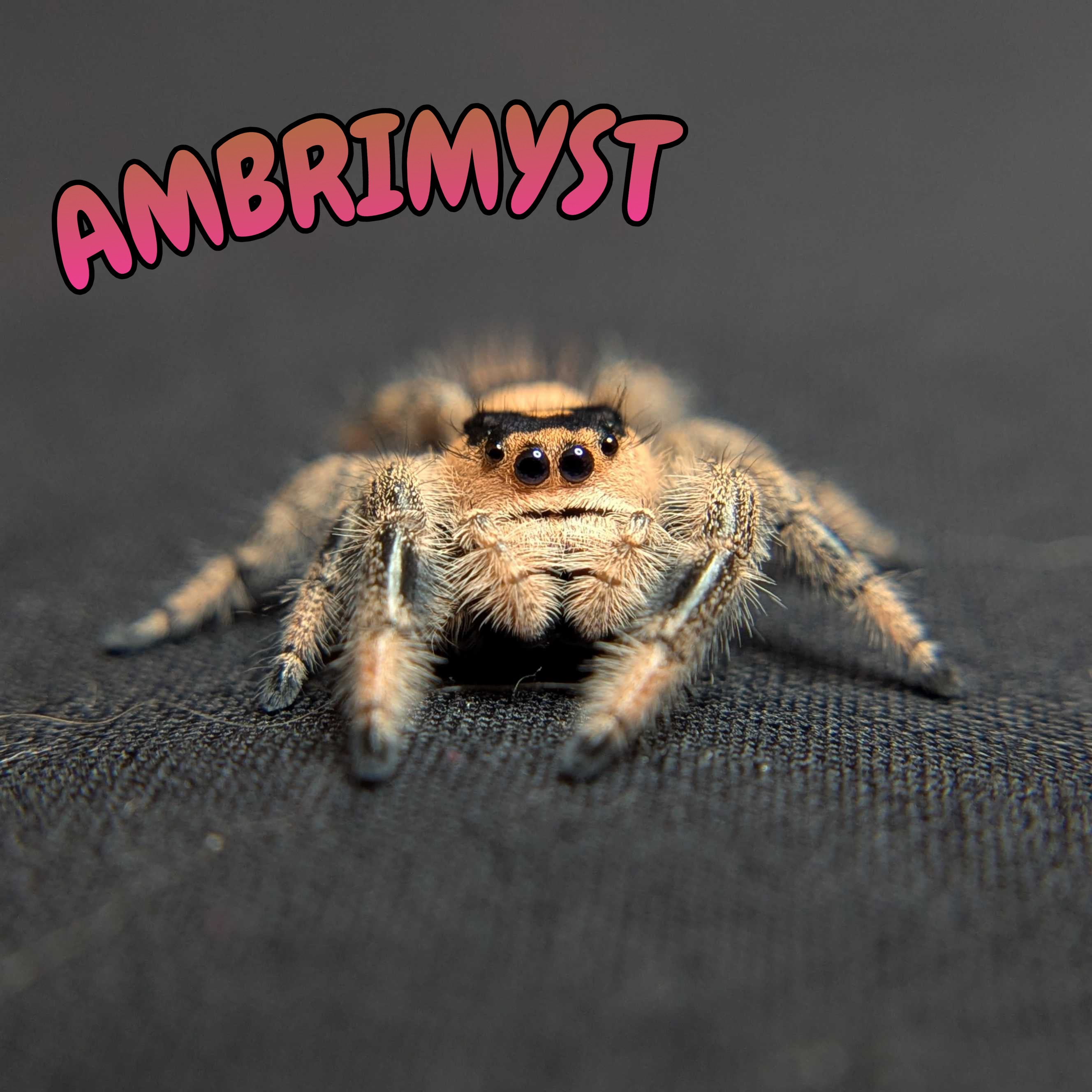 Regal Jumping Spider "Ambrimyst"