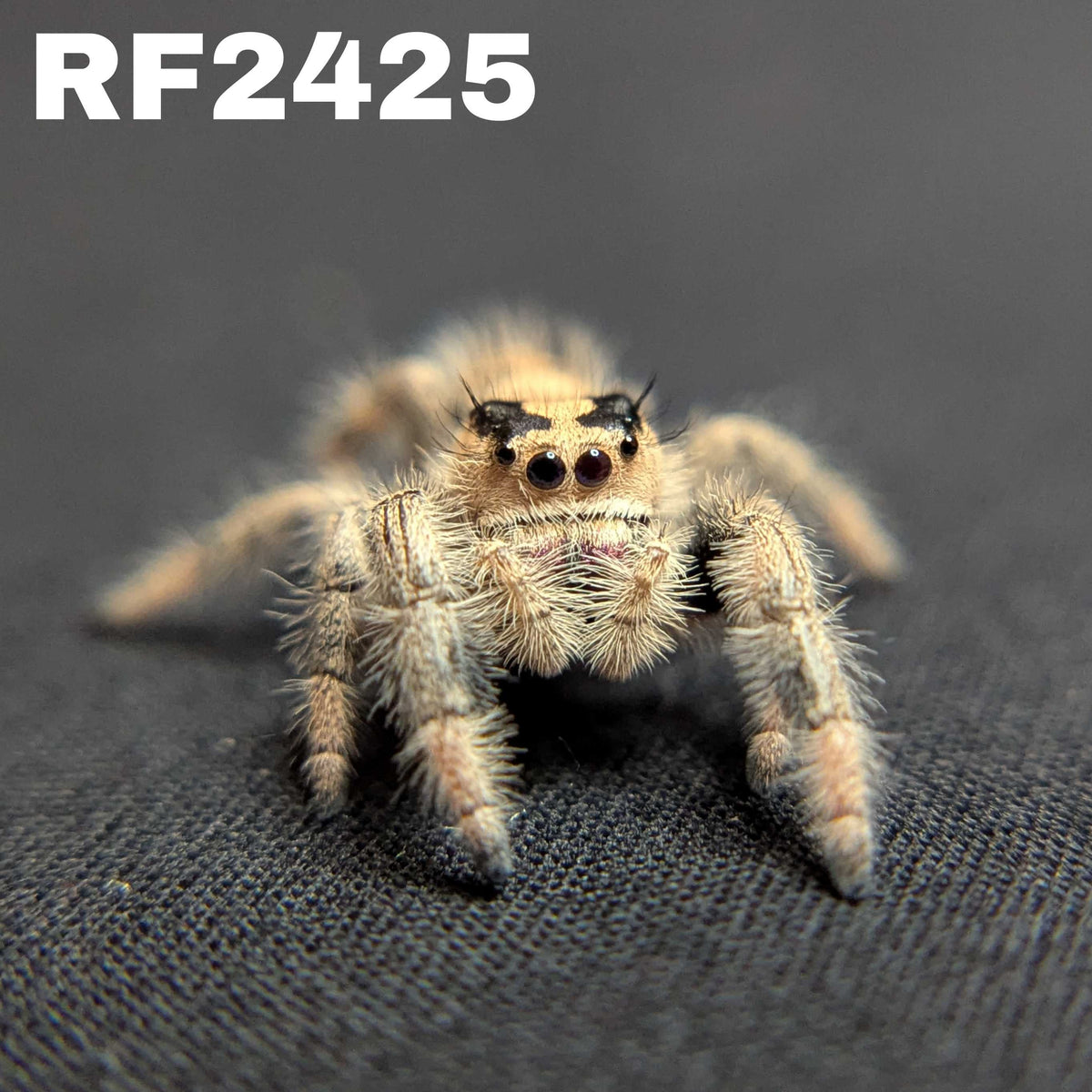 Regal Jumping Spider "Khaki"
