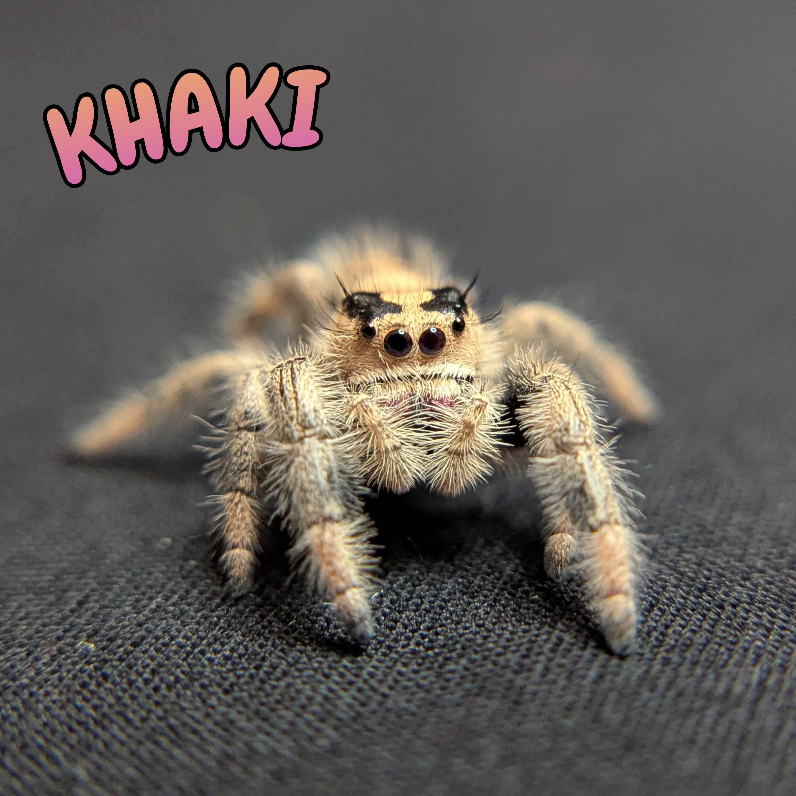 Regal Jumping Spider "Khaki"
