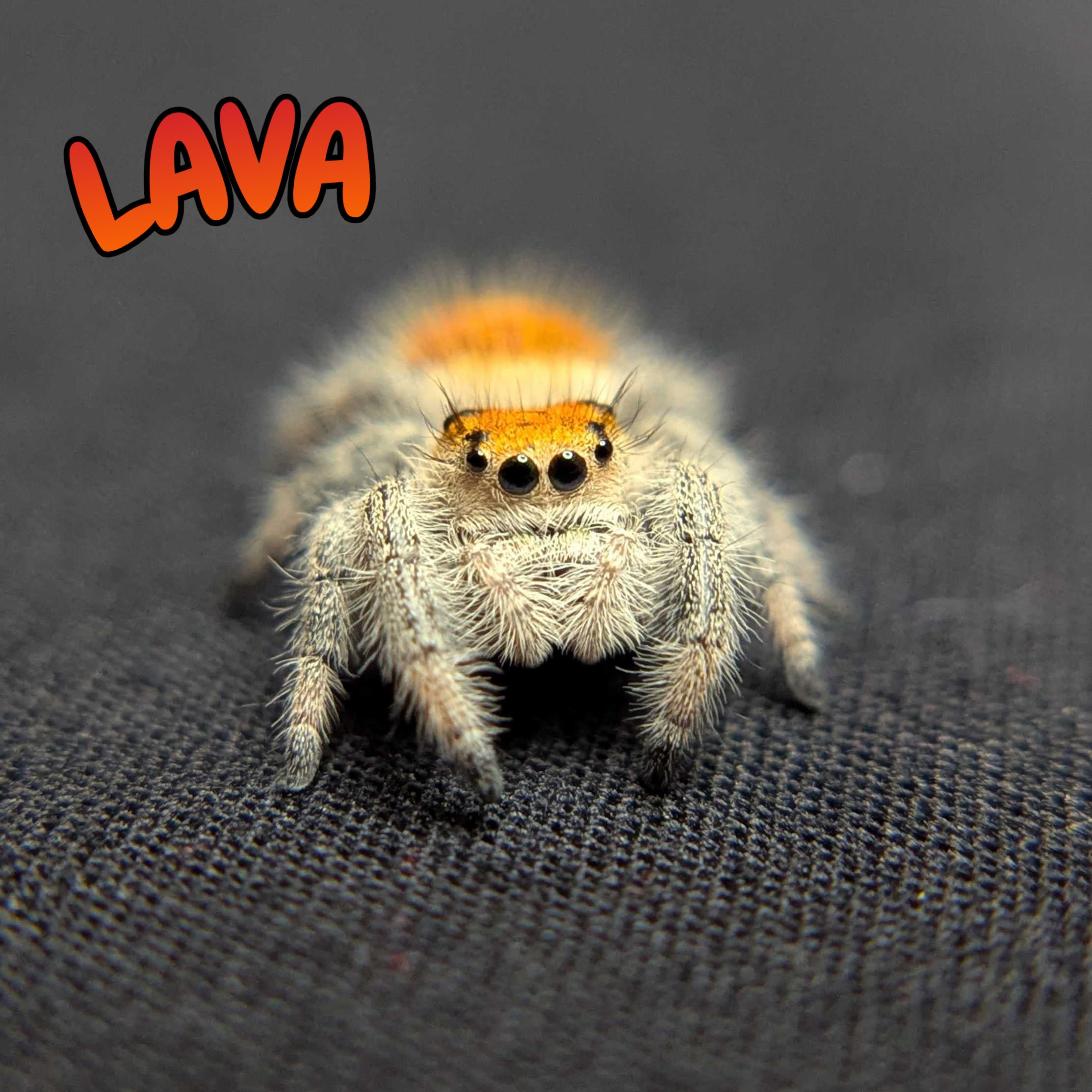 Regal Jumping Spider "Lava"