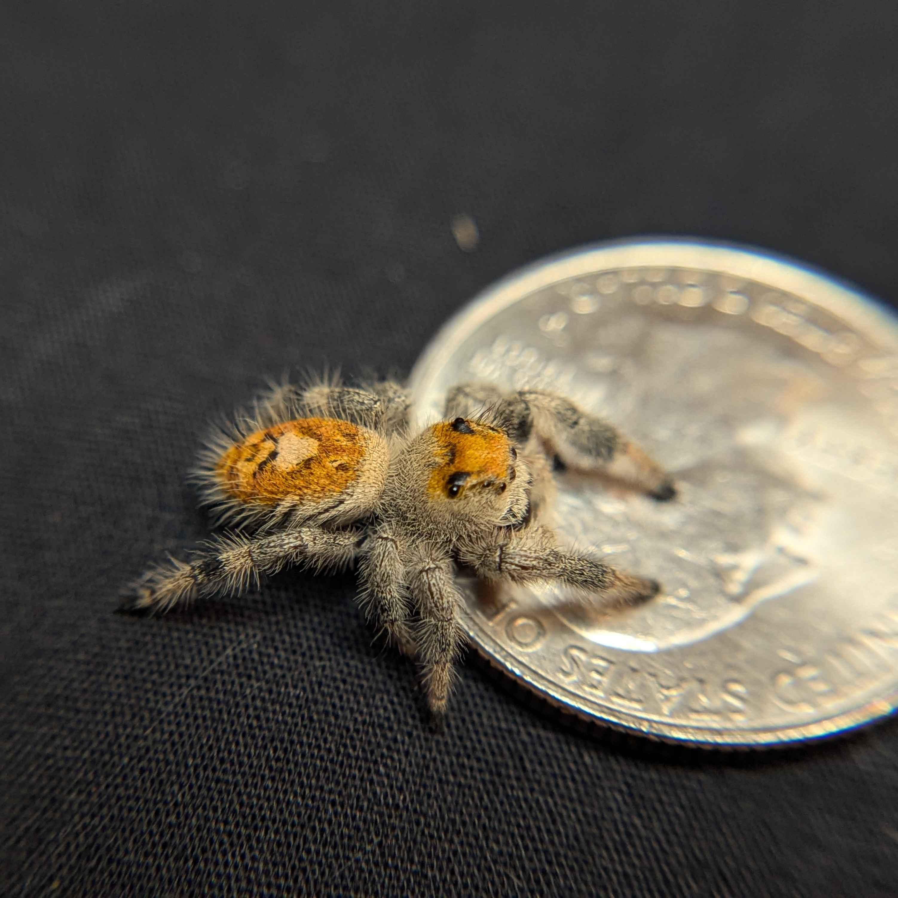 Regal Jumping Spider "Candy Corn"