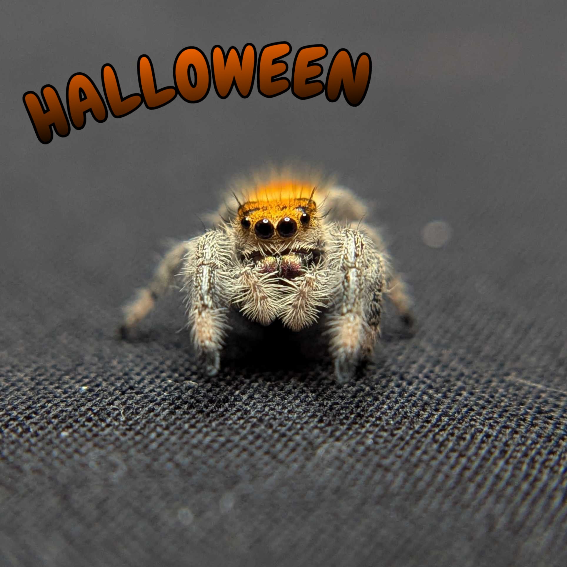 Regal Jumping Spider "Halloween"