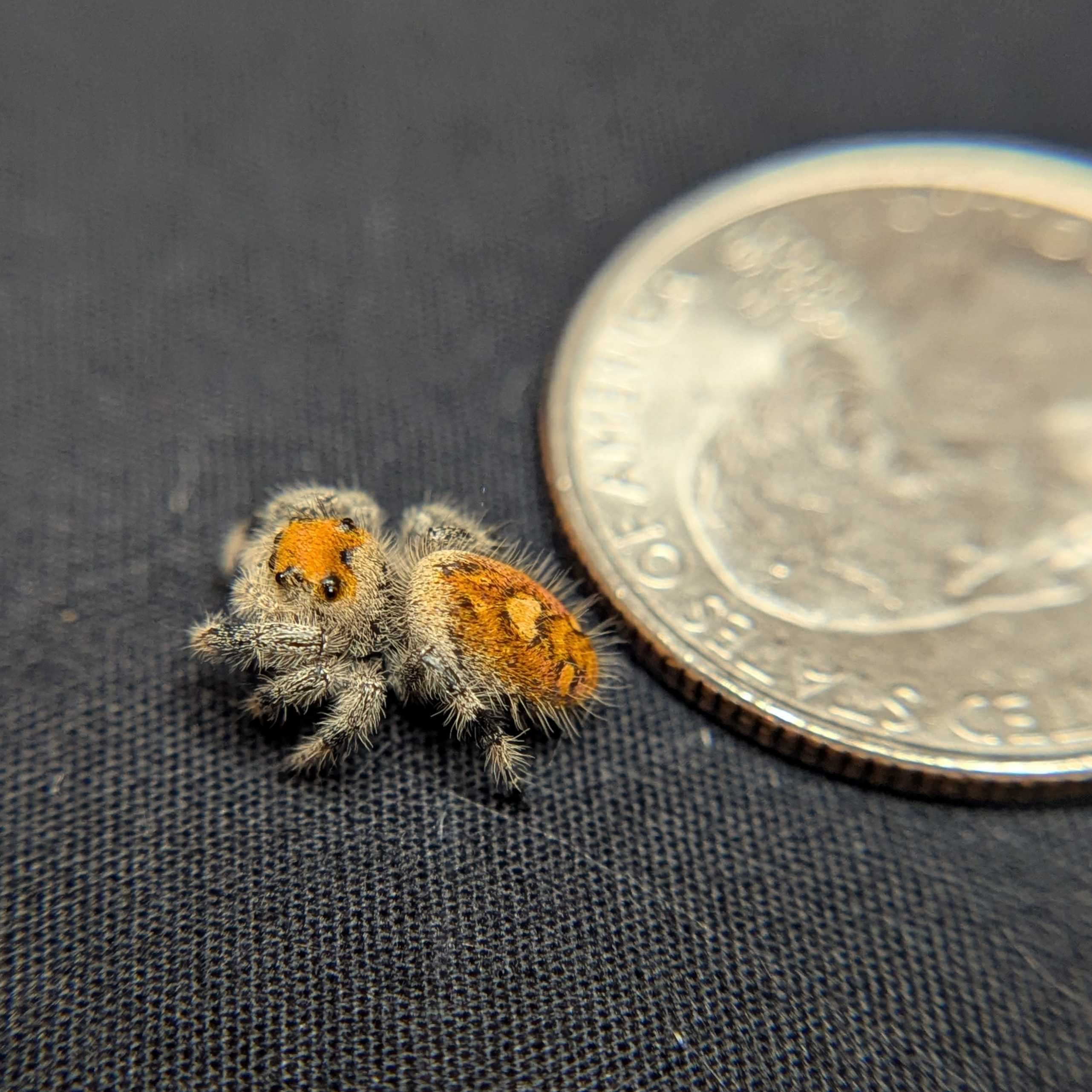 Regal Jumping Spider "Cheeto"