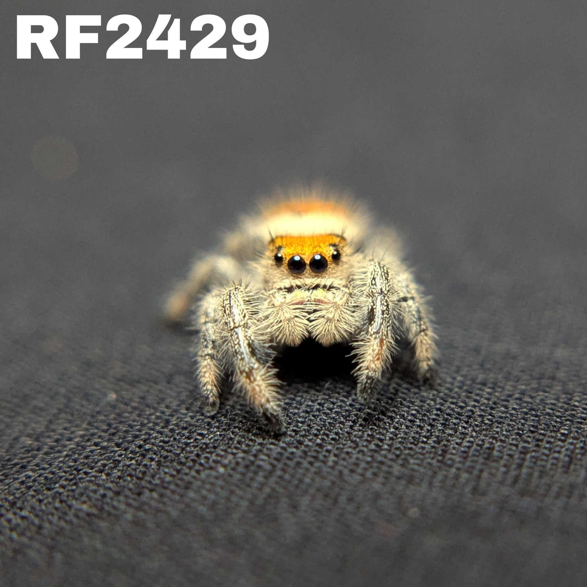 Regal Jumping Spider "Cheeto"