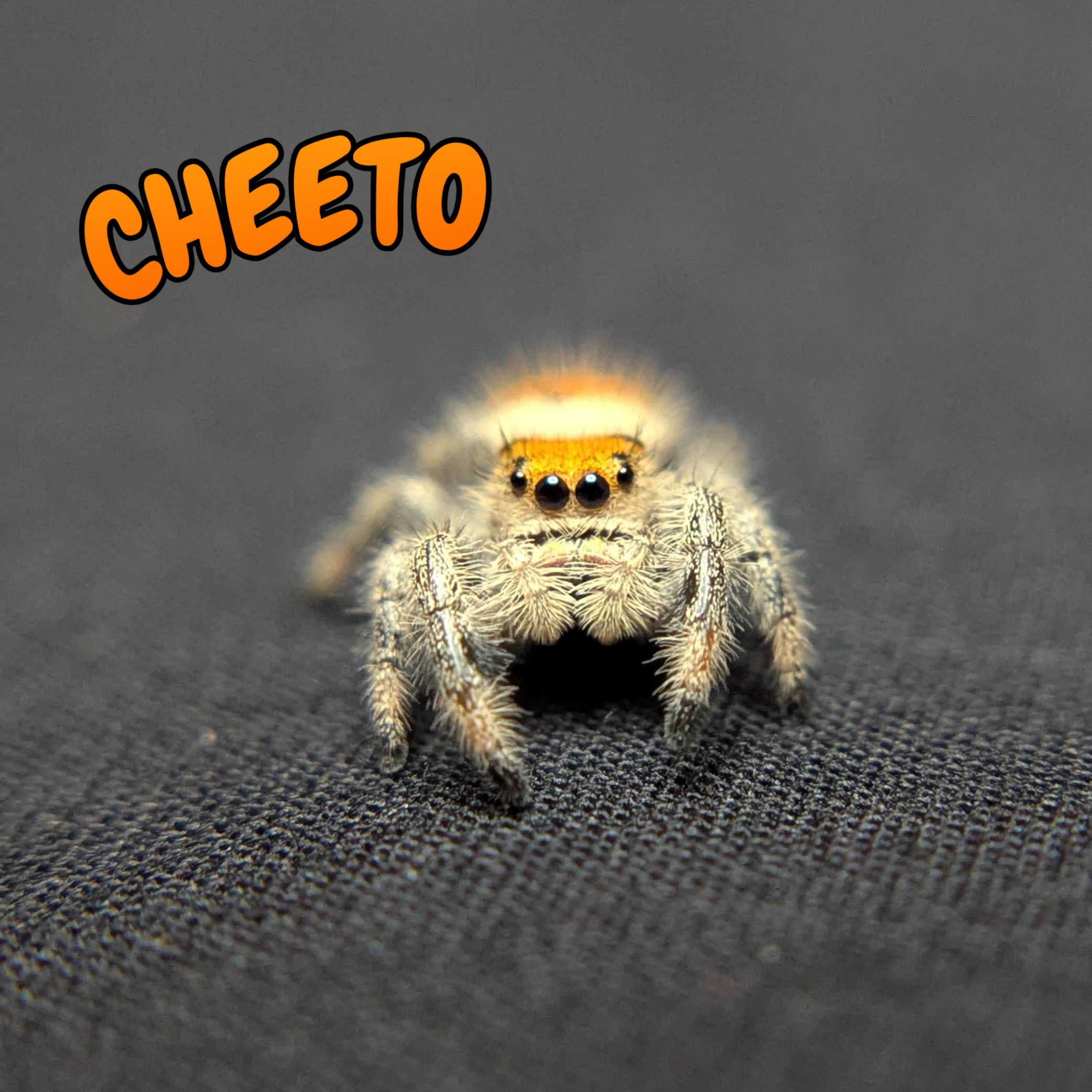 Regal Jumping Spider "Cheeto"