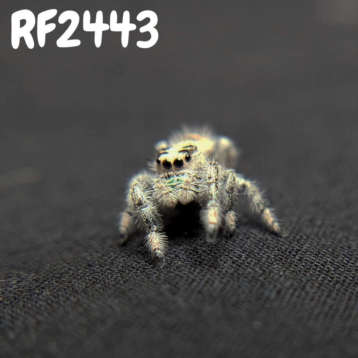 Regal Jumping Spider "Egg"