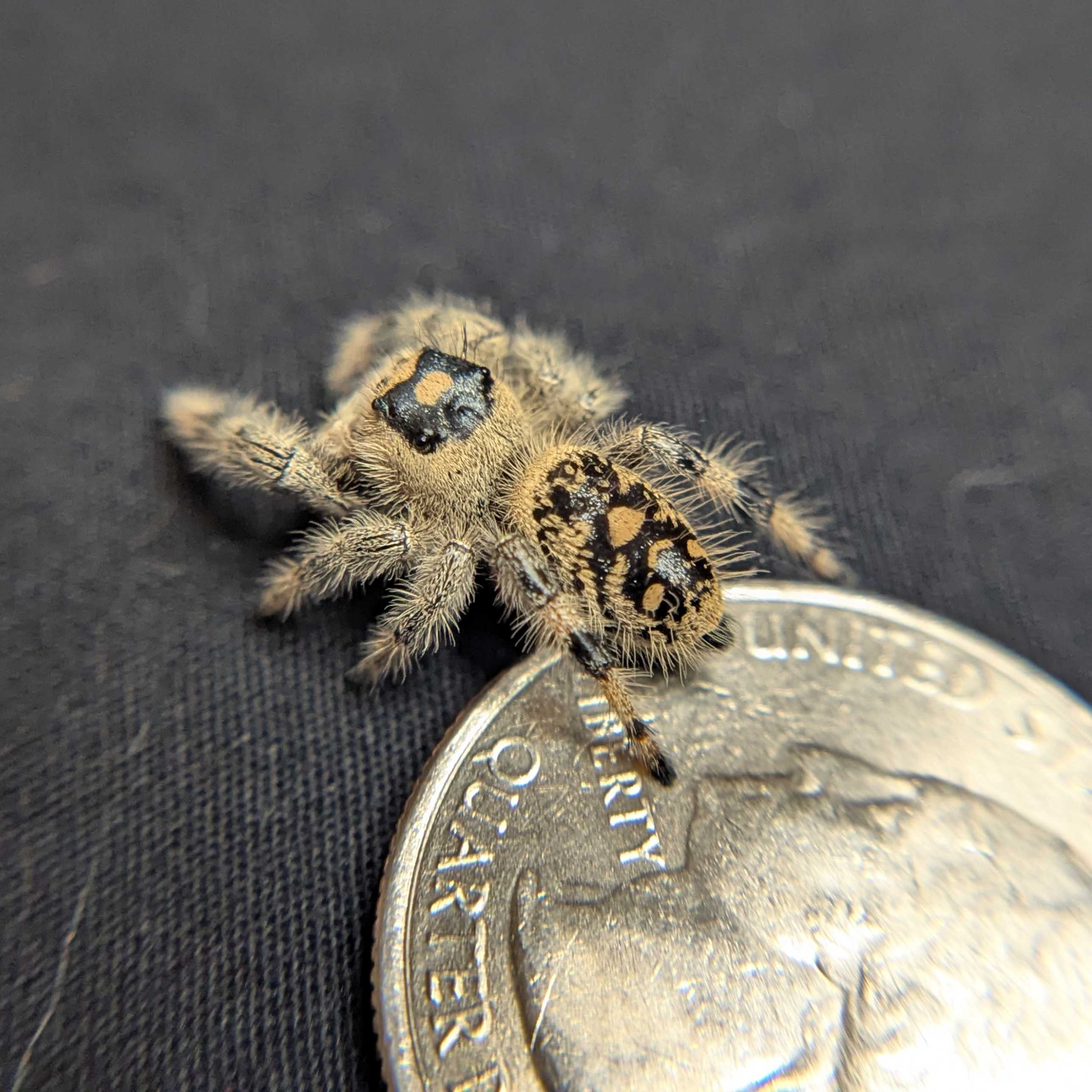 Regal Jumping Spider "Morticia"