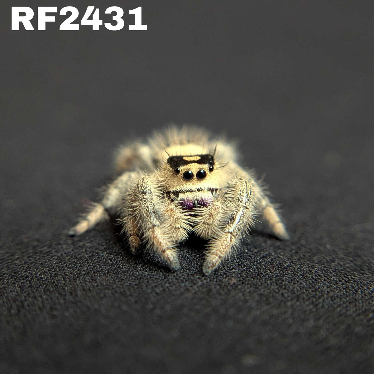 Regal Jumping Spider "Morticia"
