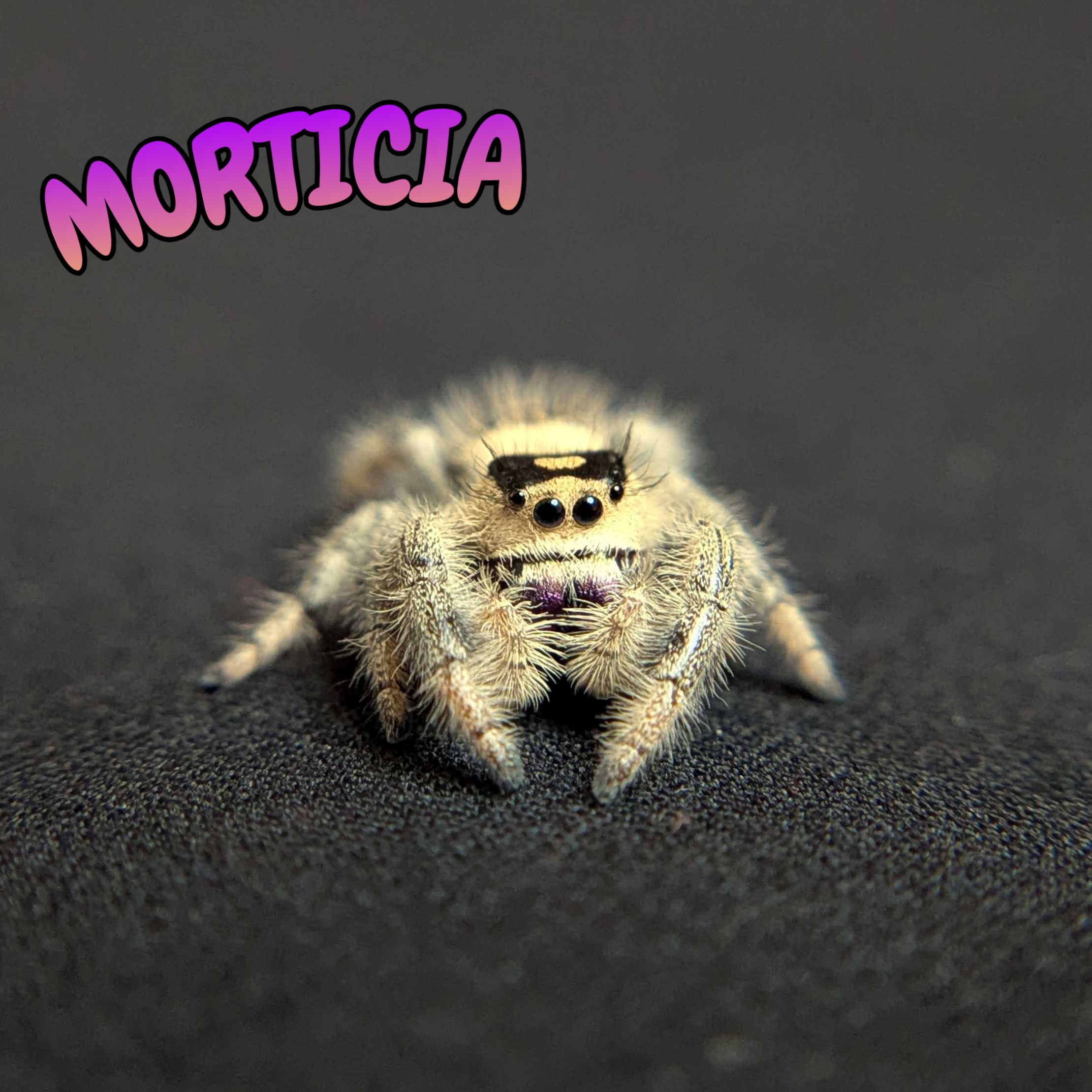 Regal Jumping Spider "Morticia"
