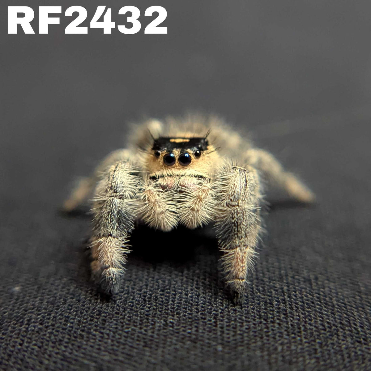 Regal Jumping Spider "Elvira"