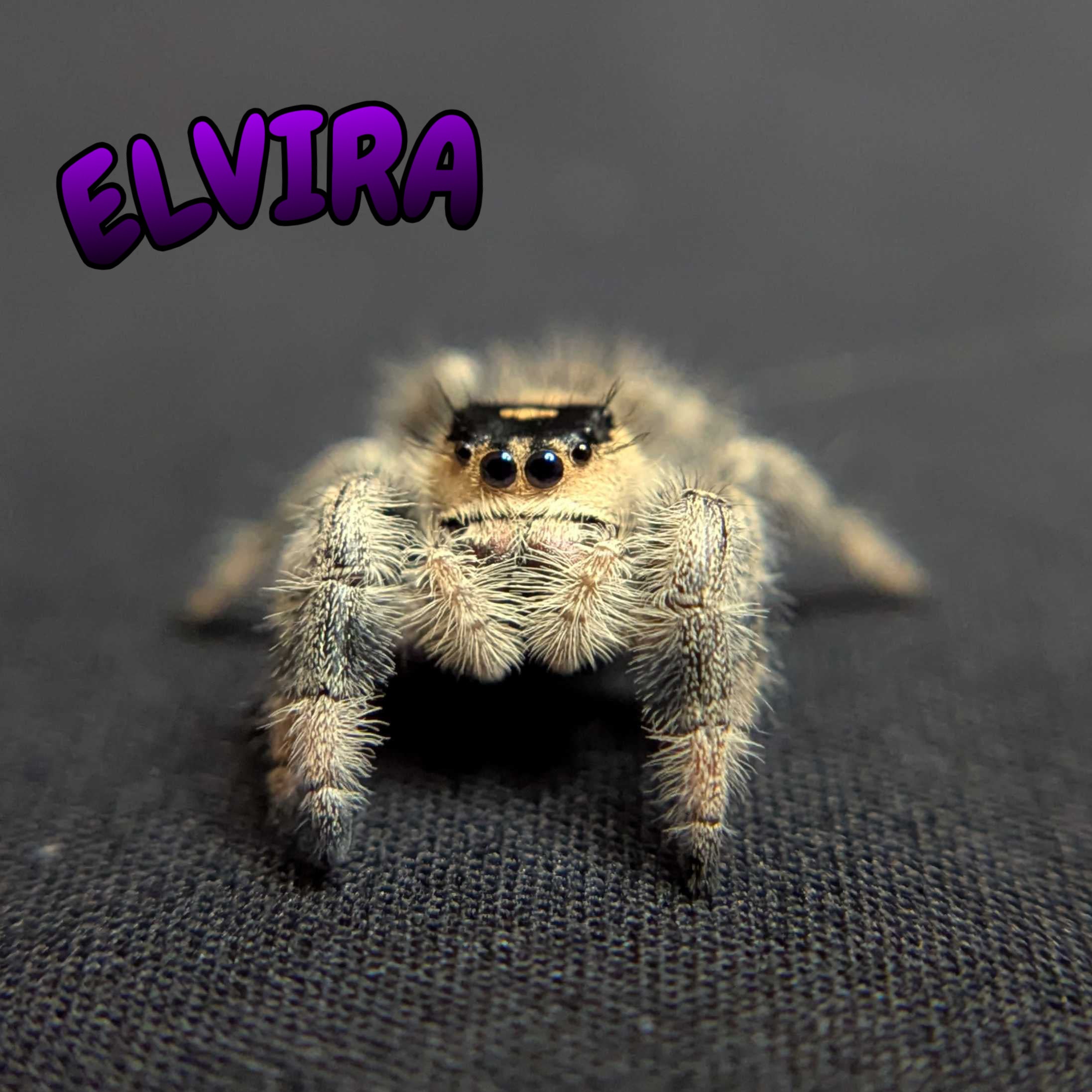 Regal Jumping Spider "Elvira"