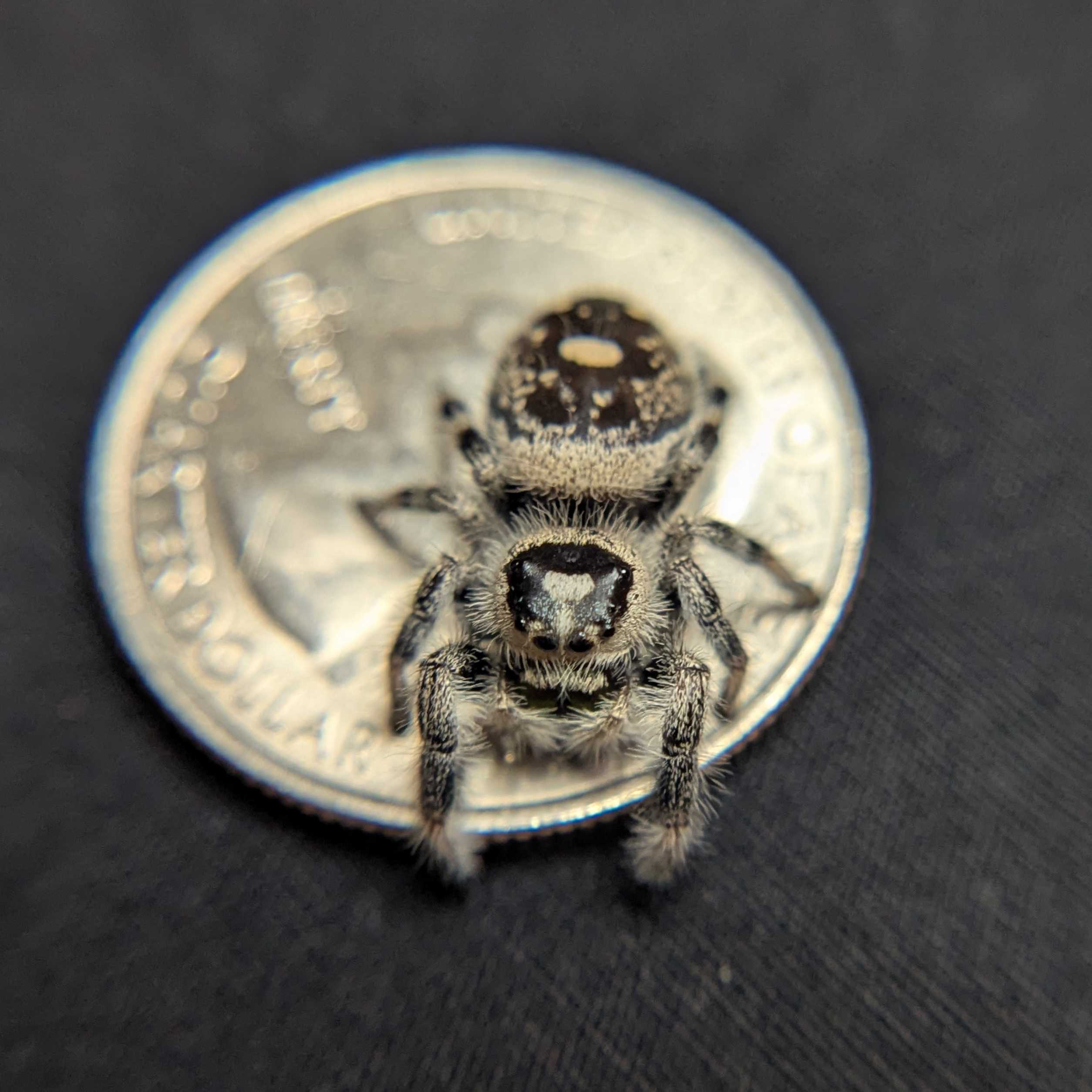 Regal Jumping Spider “Shortbread”