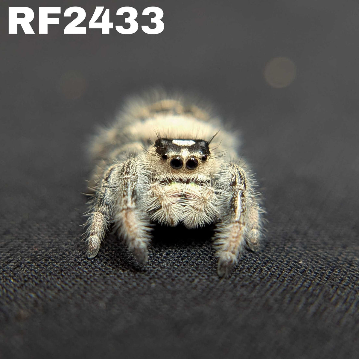 Regal Jumping Spider “Shortbread”
