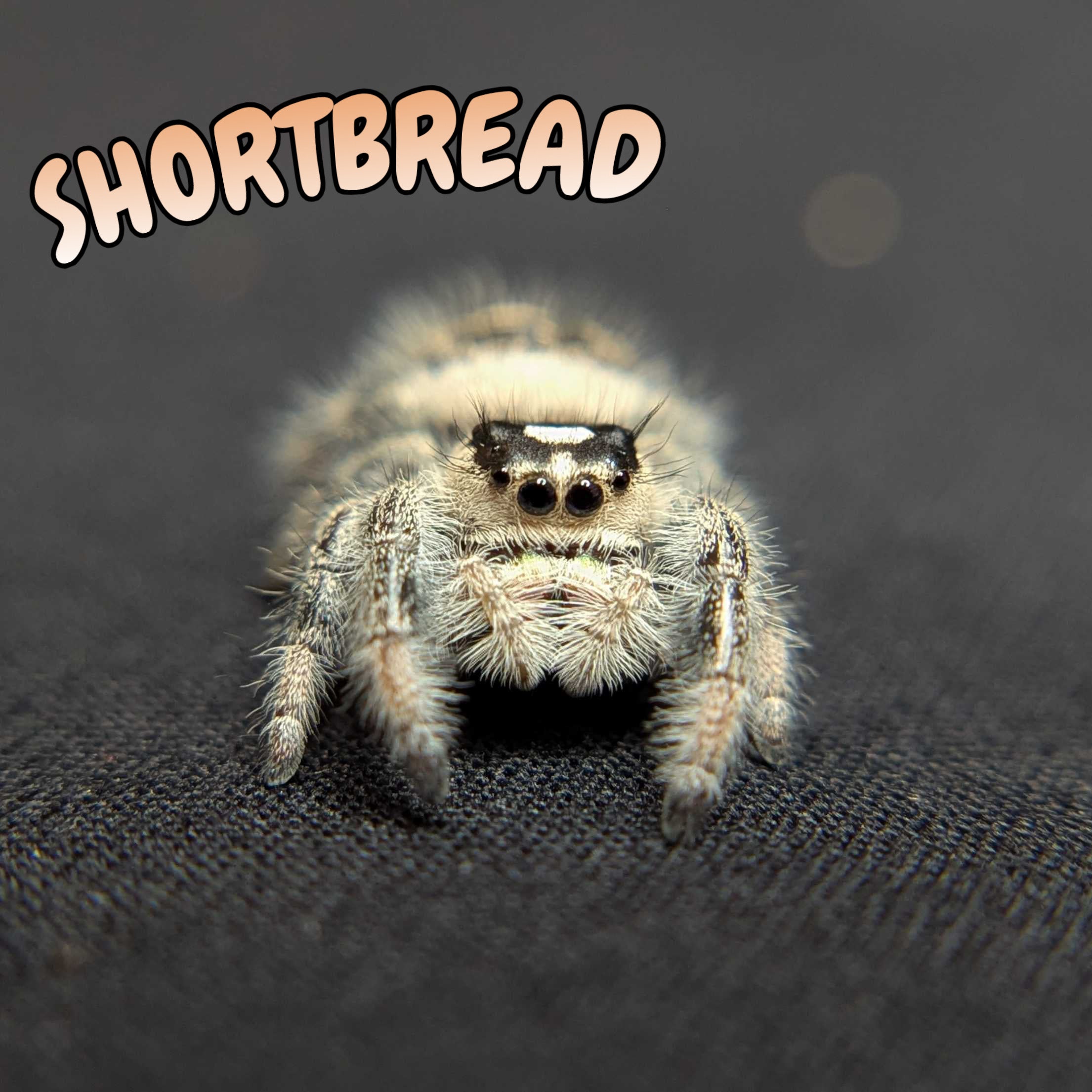 Regal Jumping Spider “Shortbread”