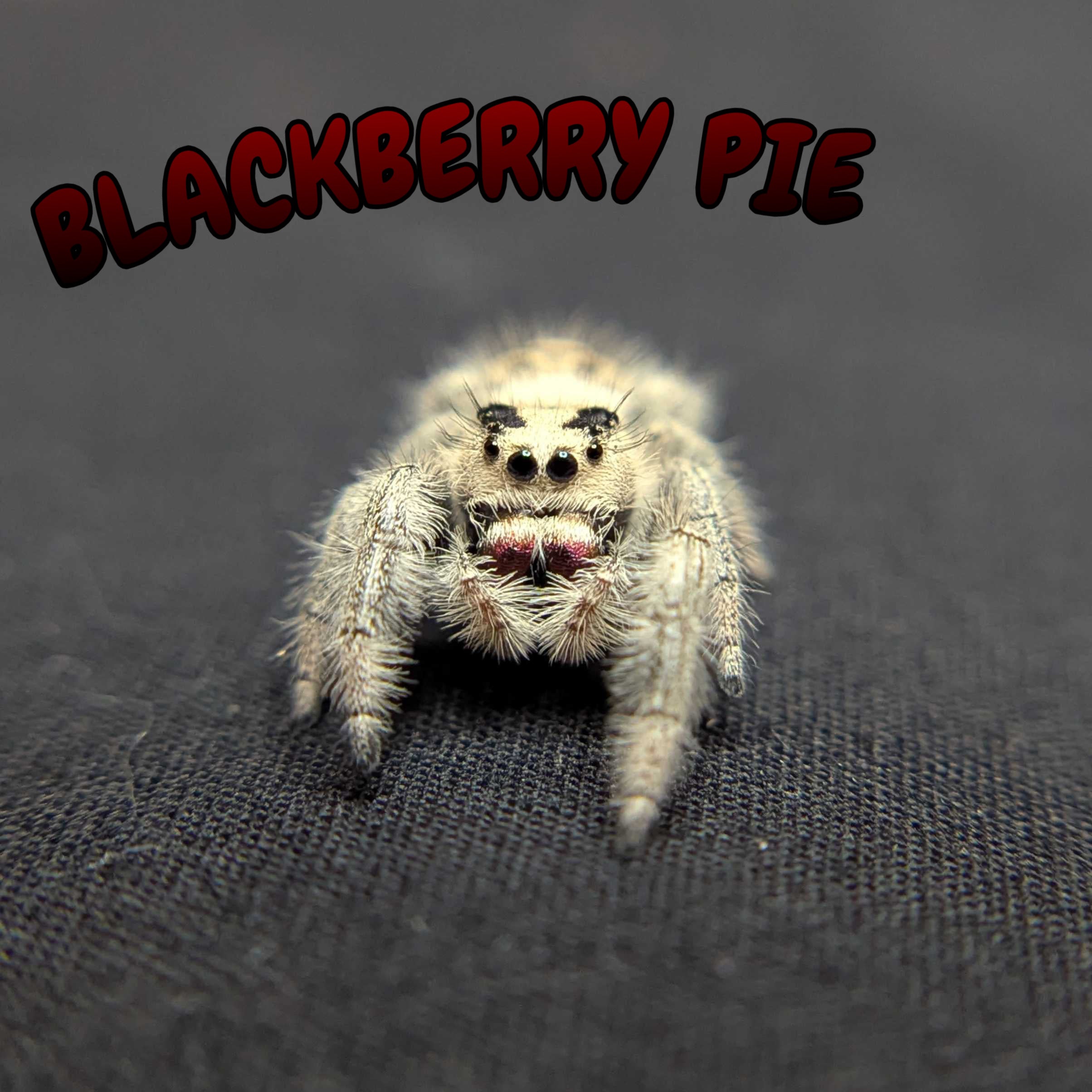 Regal Jumping Spider “Blackberry Pie”