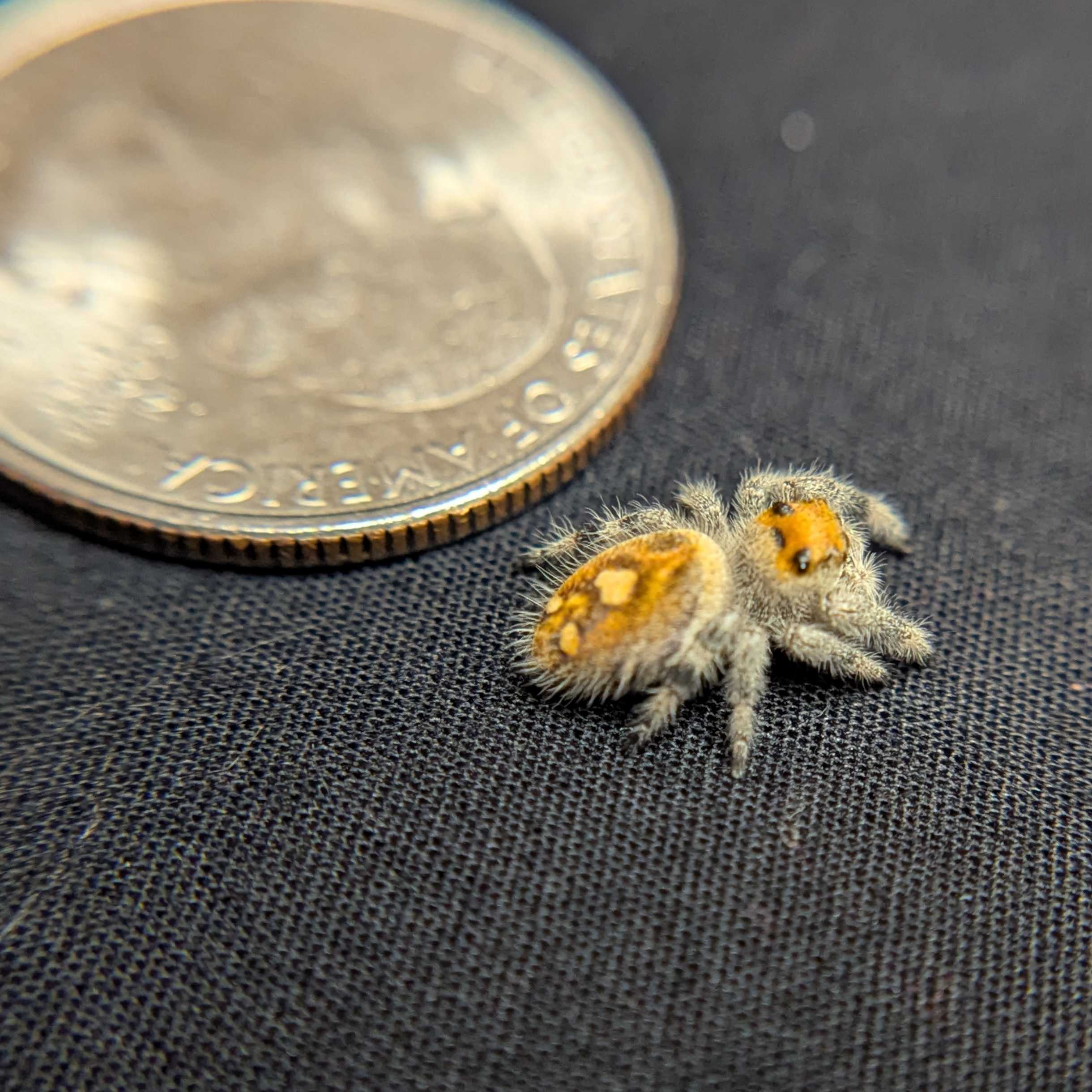 Regal Jumping Spider “Harvest Fern”