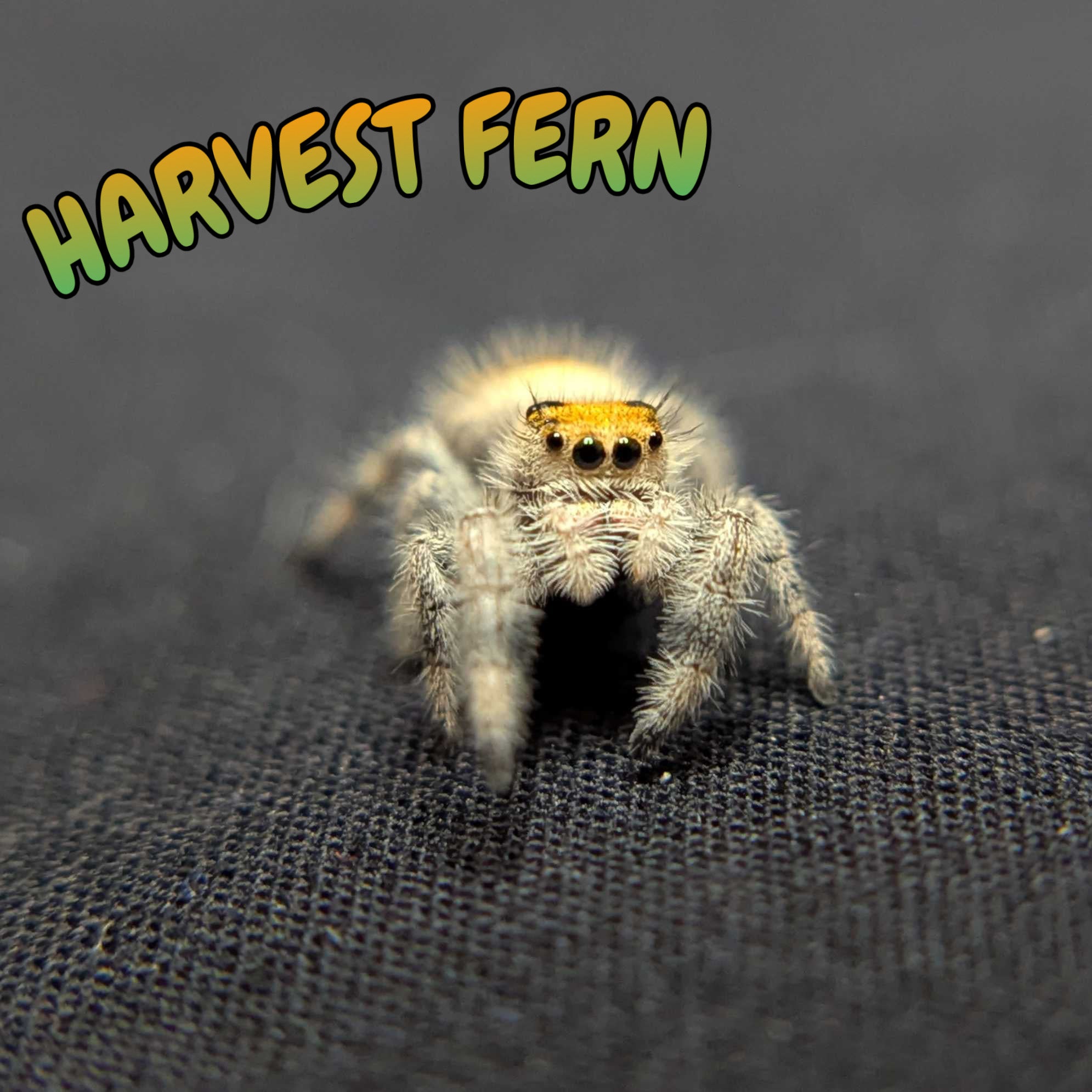 Regal Jumping Spider “Harvest Fern”