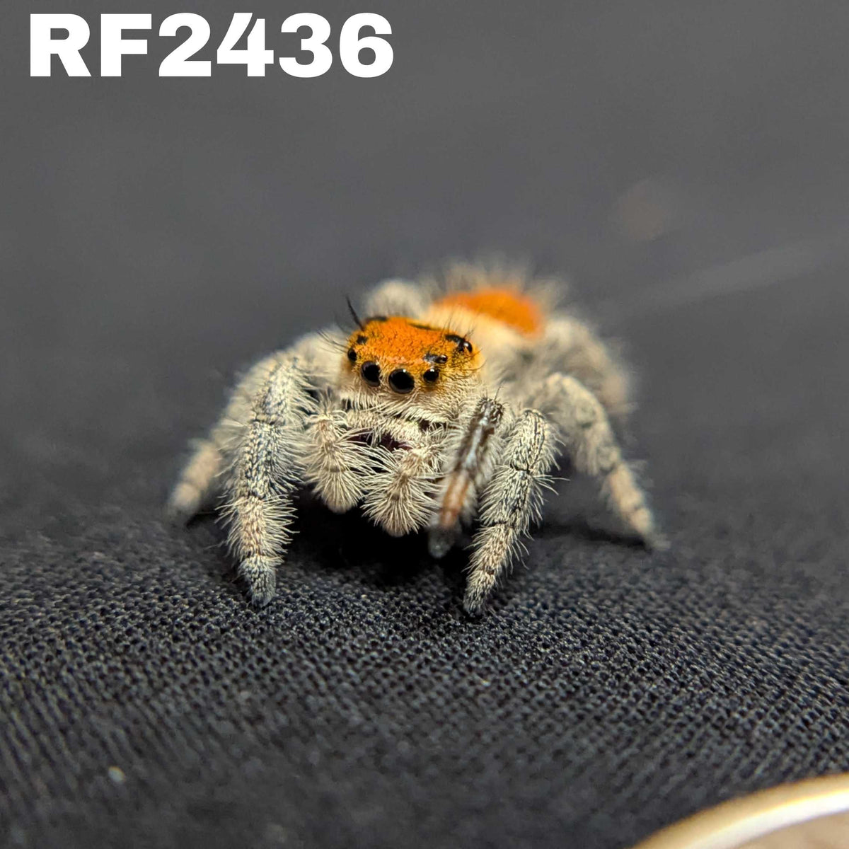 Regal Jumping Spider “Solara”