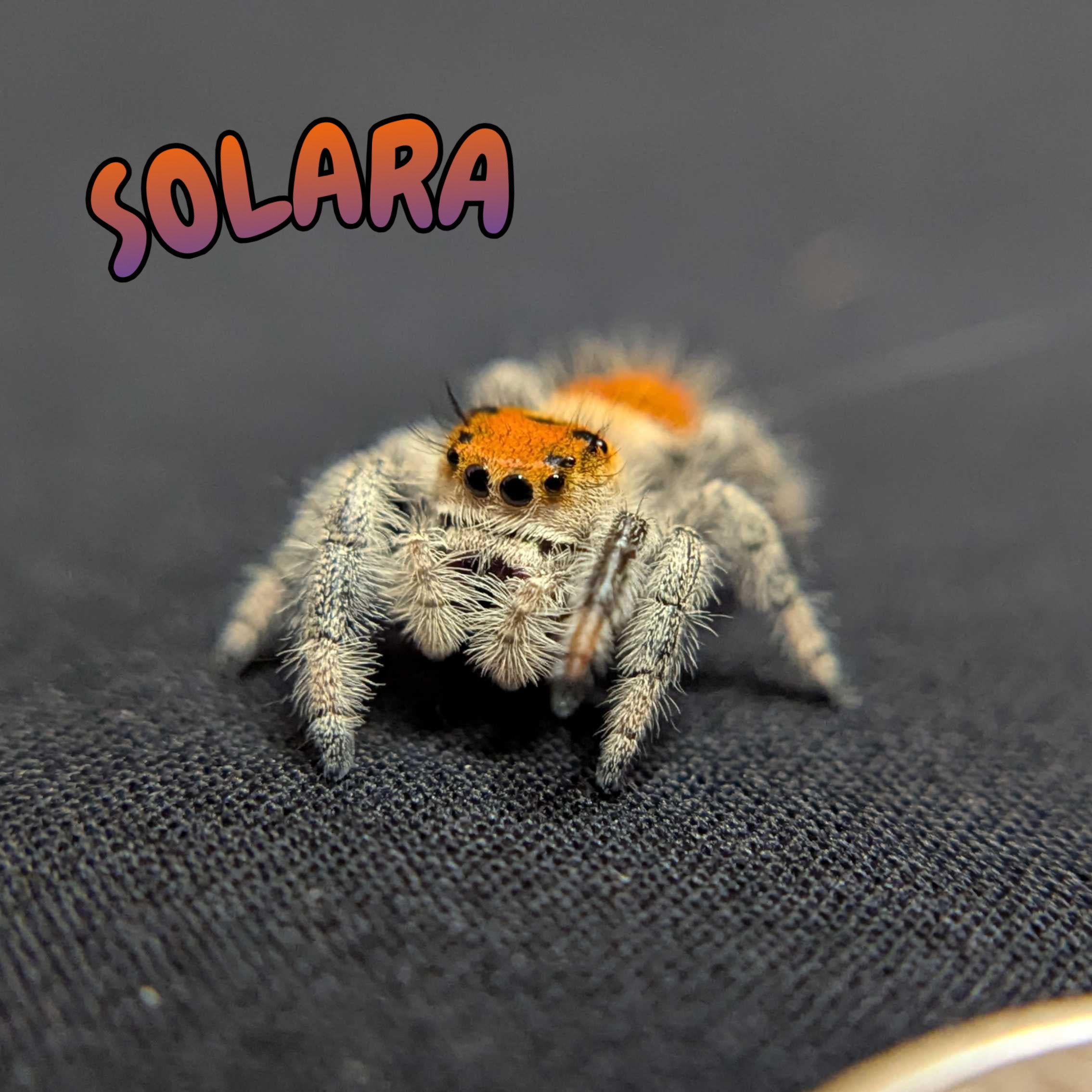 Regal Jumping Spider “Solara”