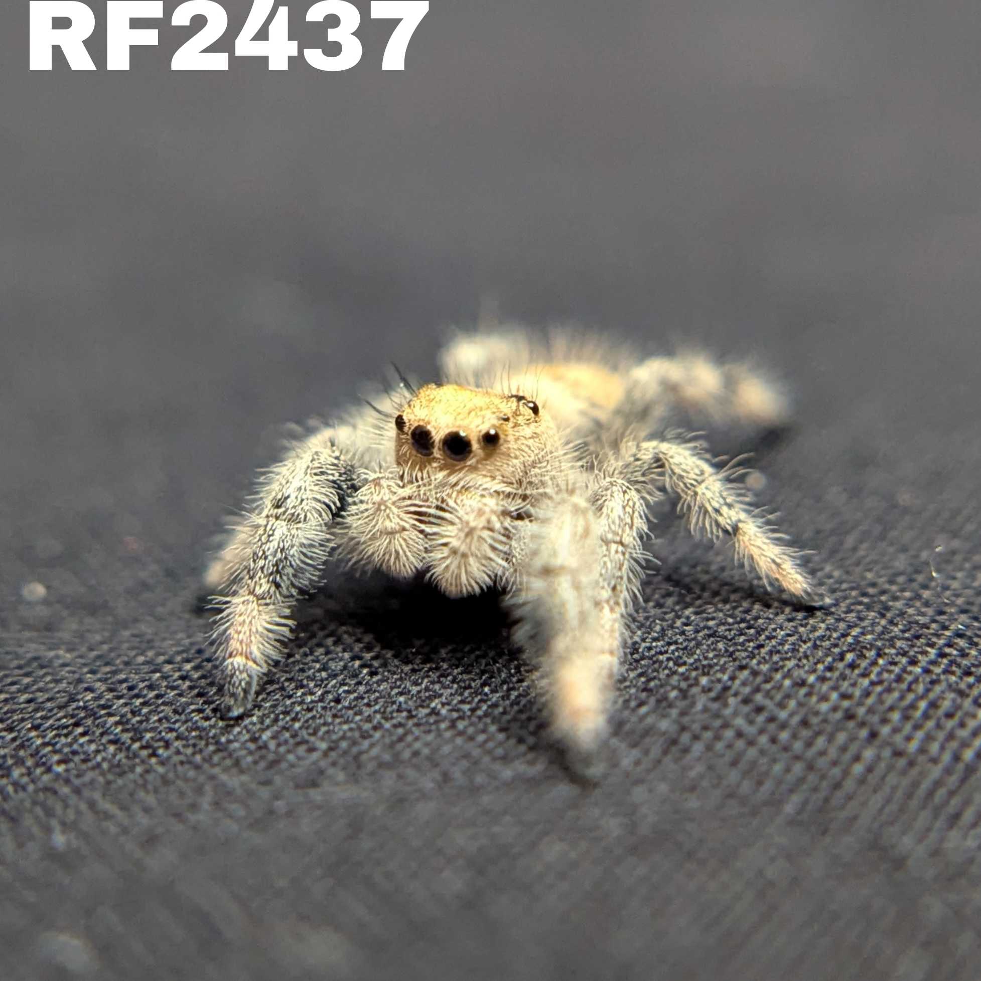 Regal Jumping Spider “Dijon”