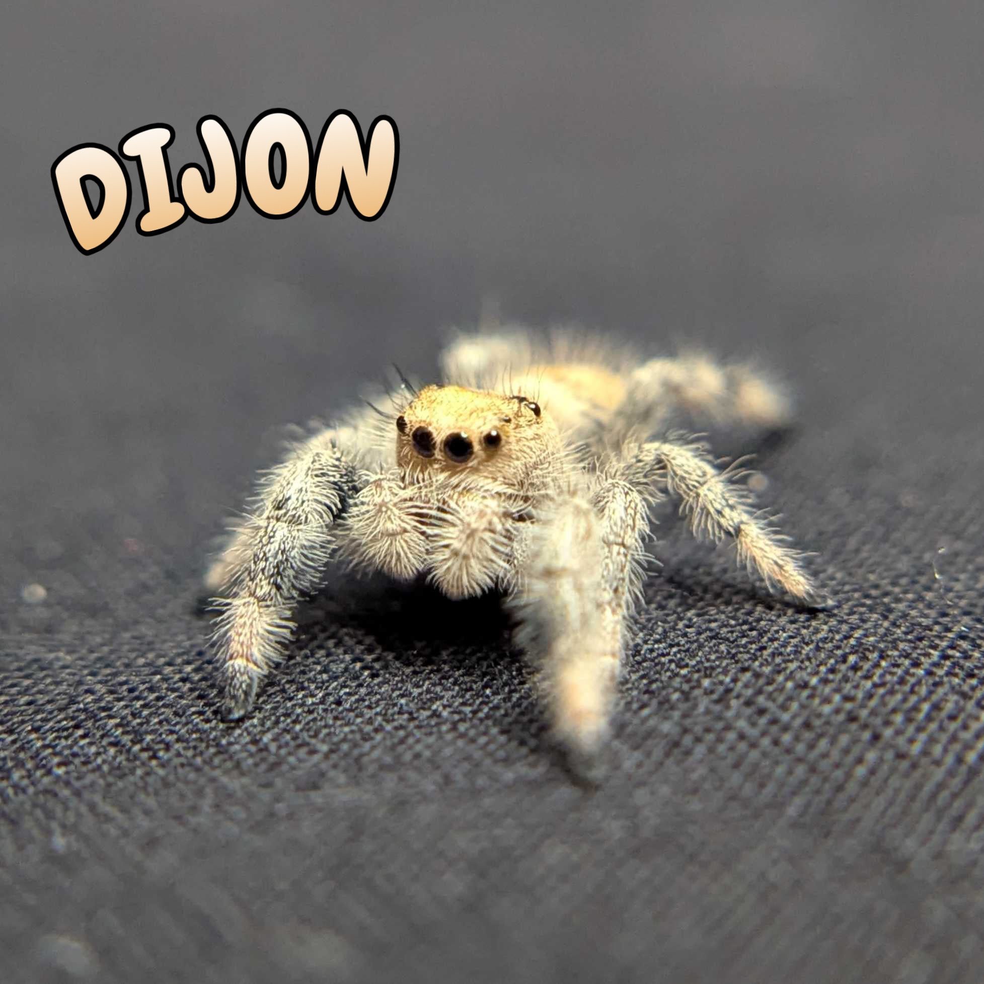 Regal Jumping Spider “Dijon”