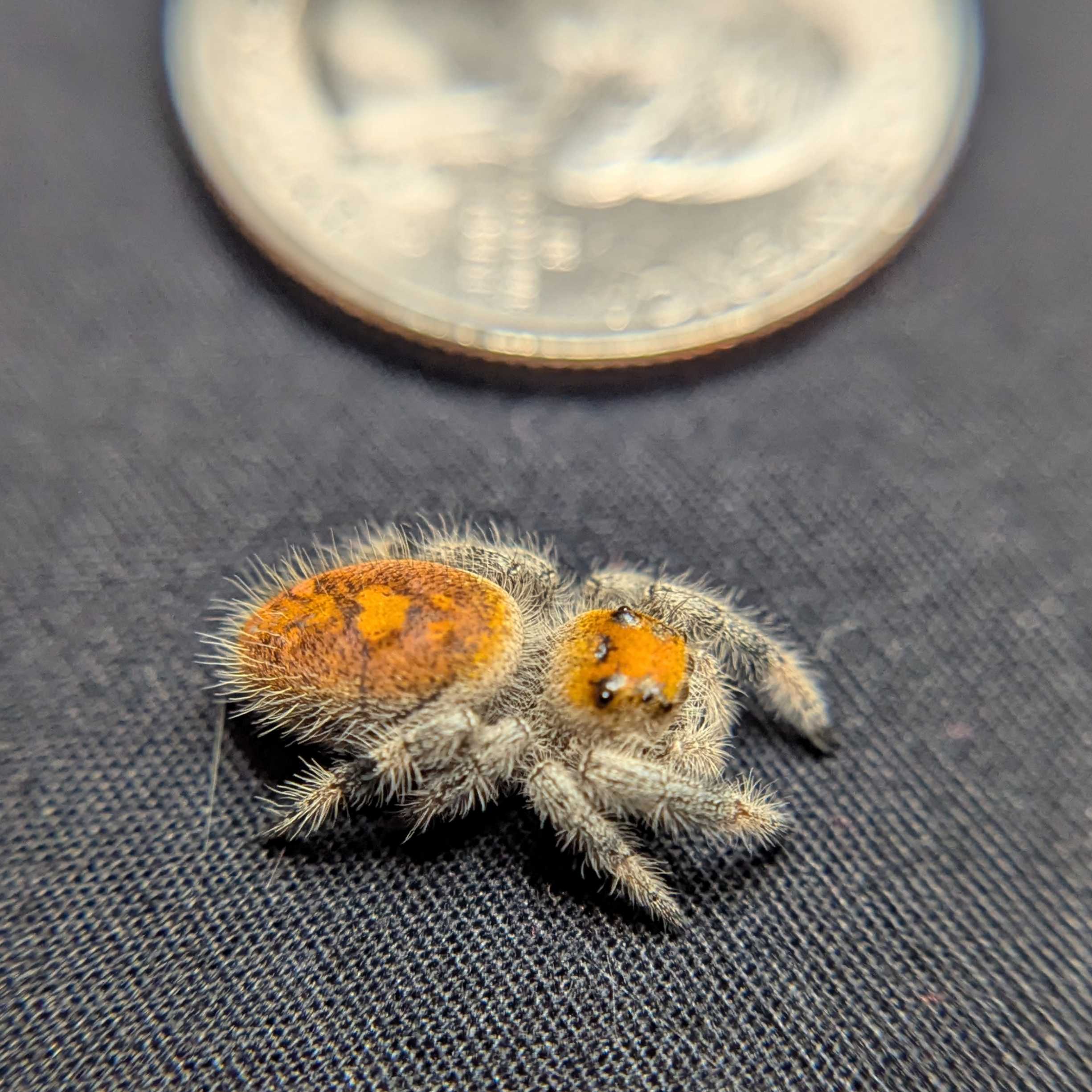 Regal Jumping Spider “Apricot Leaf”