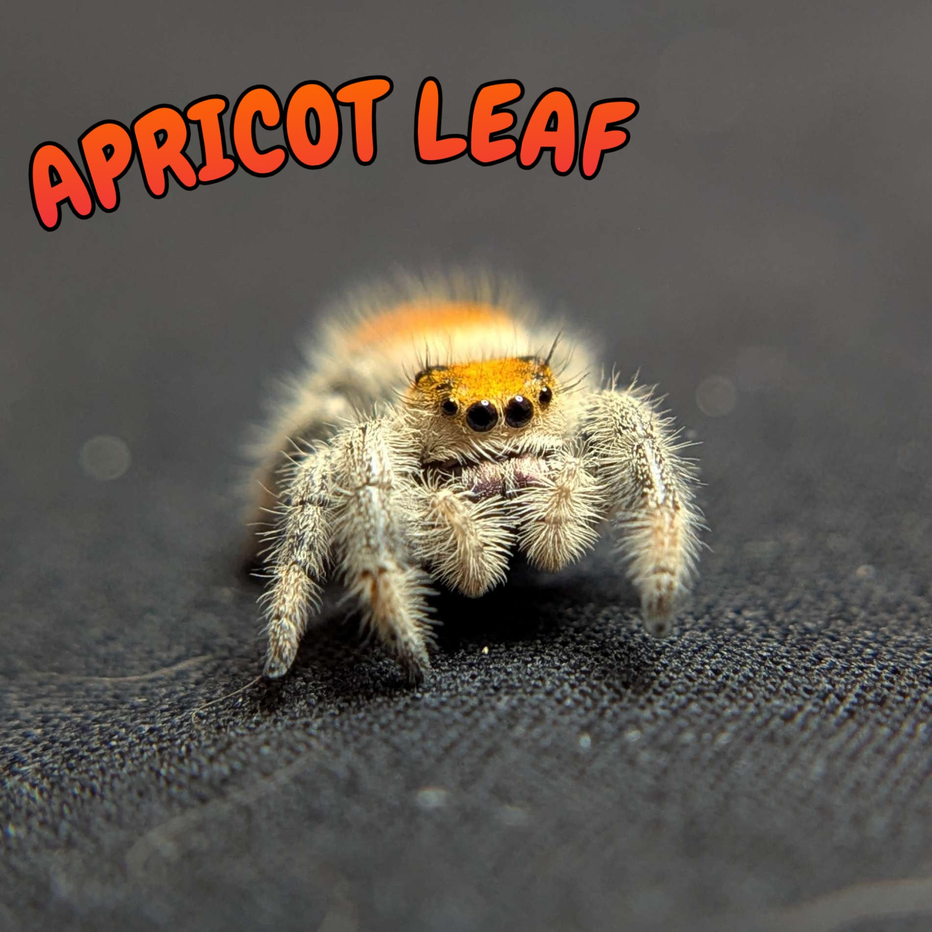 Regal Jumping Spider “Apricot Leaf”