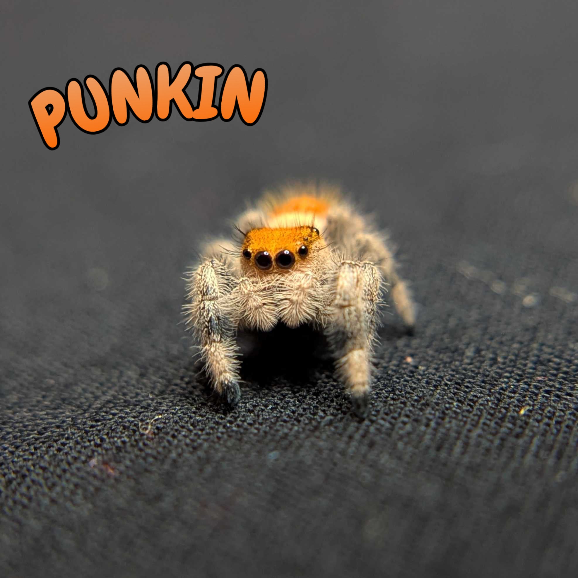 Regal Jumping Spider "Punkin"