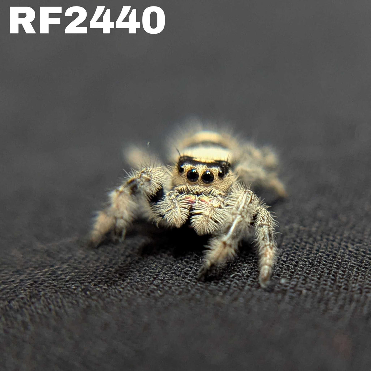 Regal Jumping Spider "Hocus"