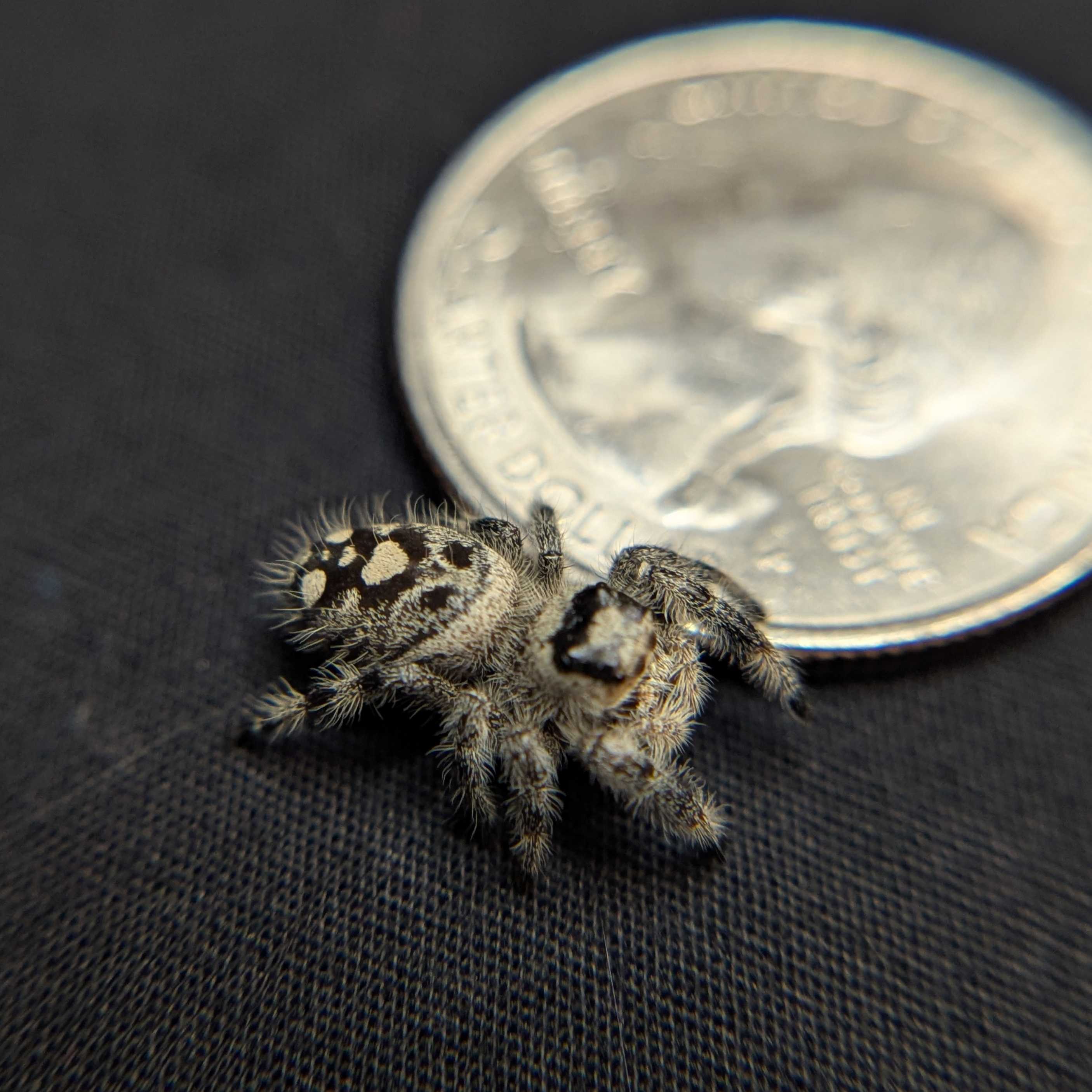 Regal Jumping Spider "Pocus"