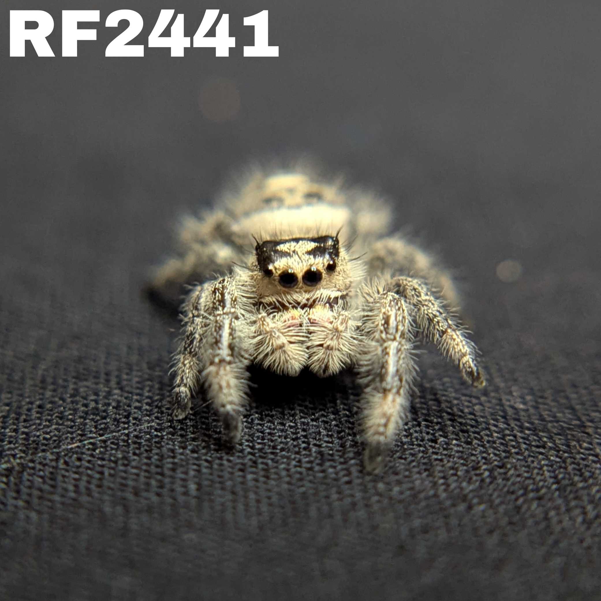 Regal Jumping Spider "Pocus"