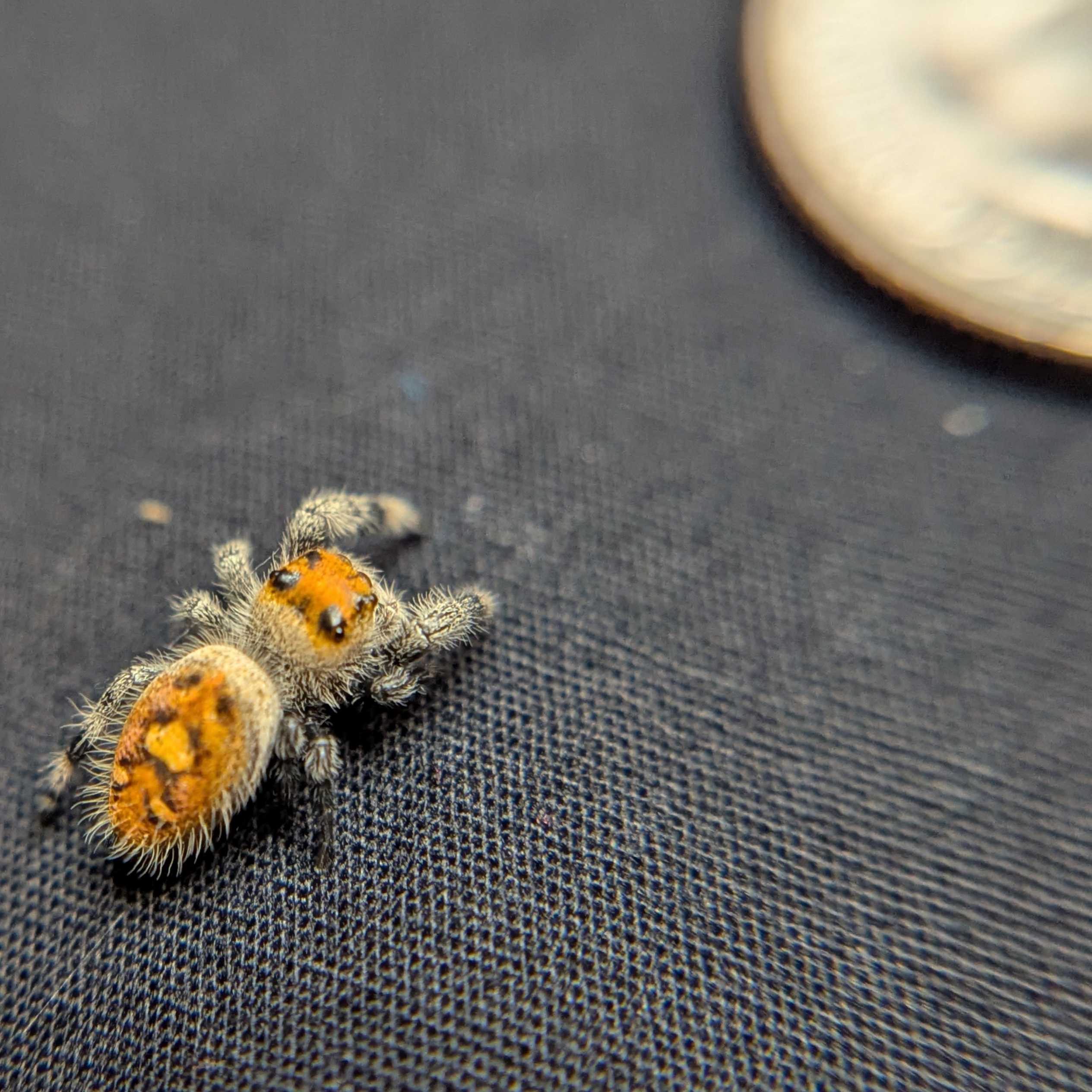 Regal Jumping Spider "Insignia"